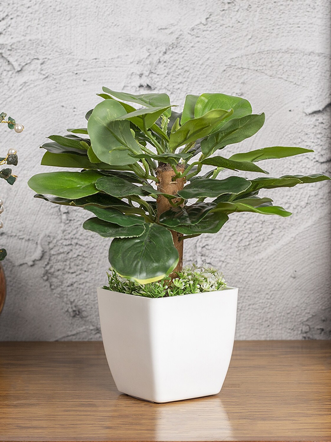 

MARKET99 Green & Obcordate Shape Leafs Plant With Ceramic Pot