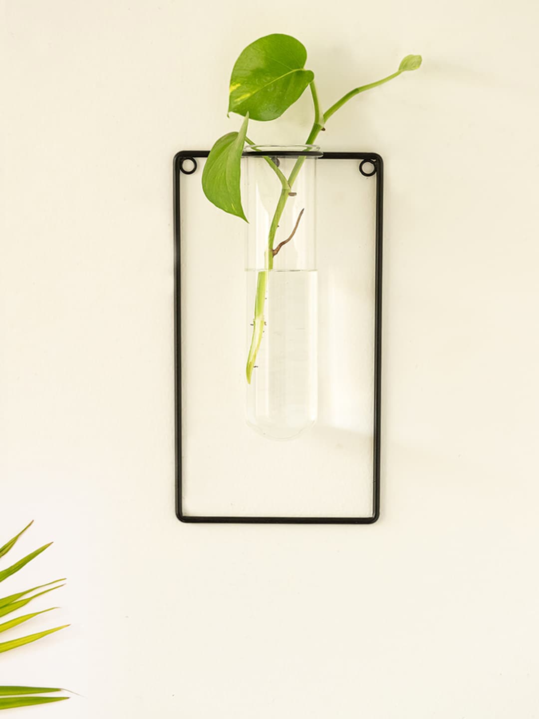 

ExclusiveLane Modern Glass Garden Transparent & Black Test Tube Wall Planter 320ml