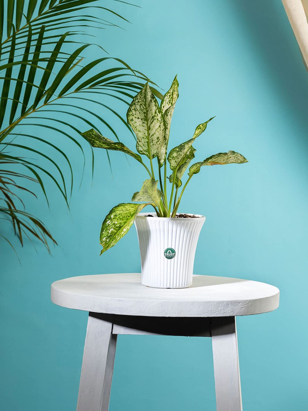 

TRUSTBASKET White Textured Fade Resistant Tancy Planter
