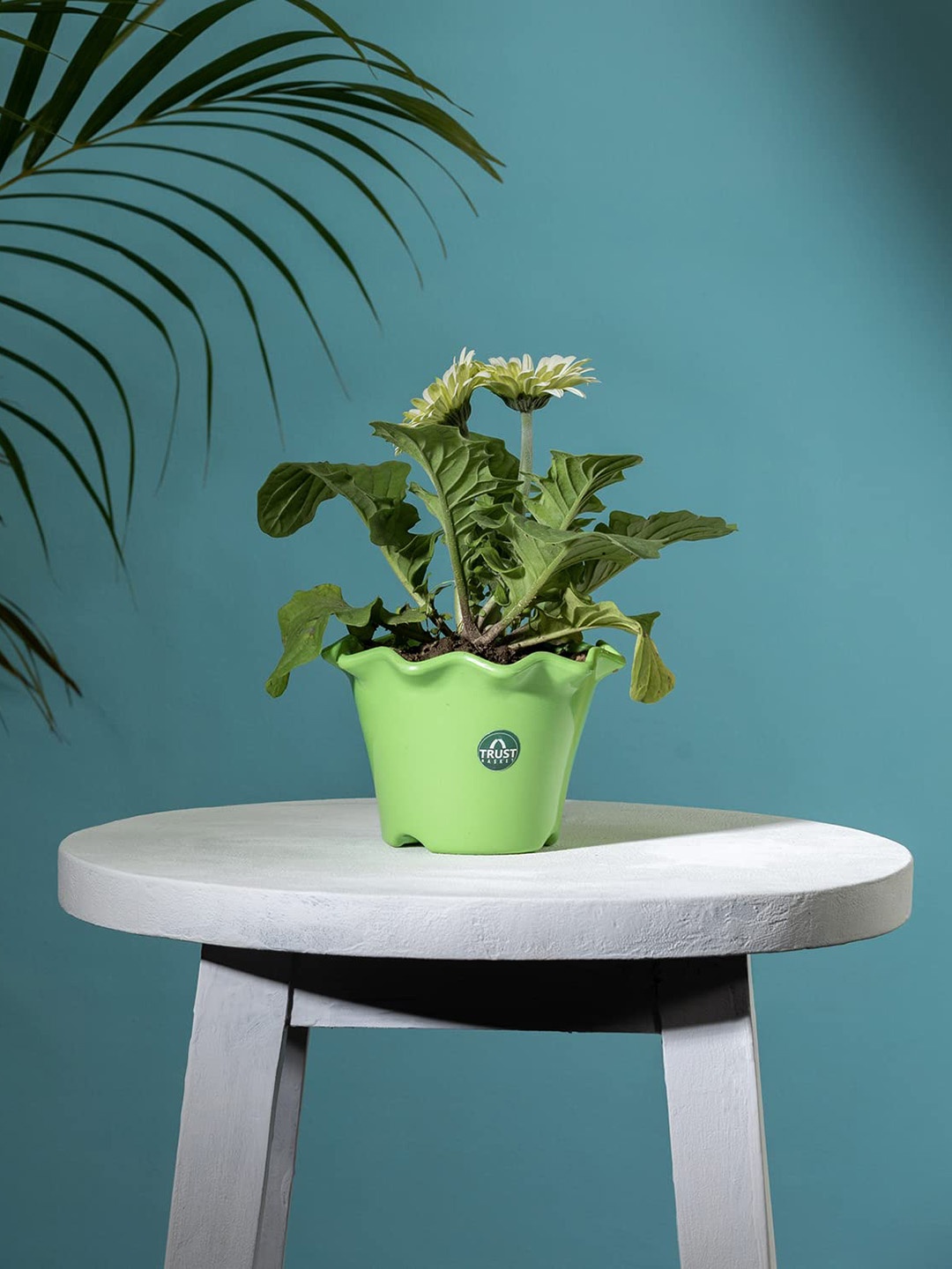 

TRUSTBASKET Green Blossom Regular Planter