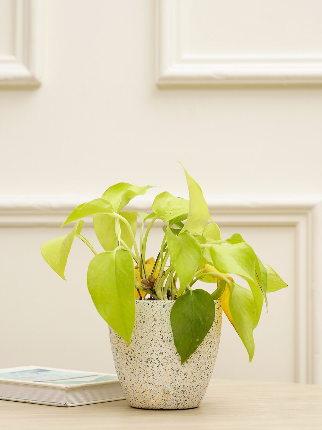 

PUREZENTO White Printed Marabelle Planter