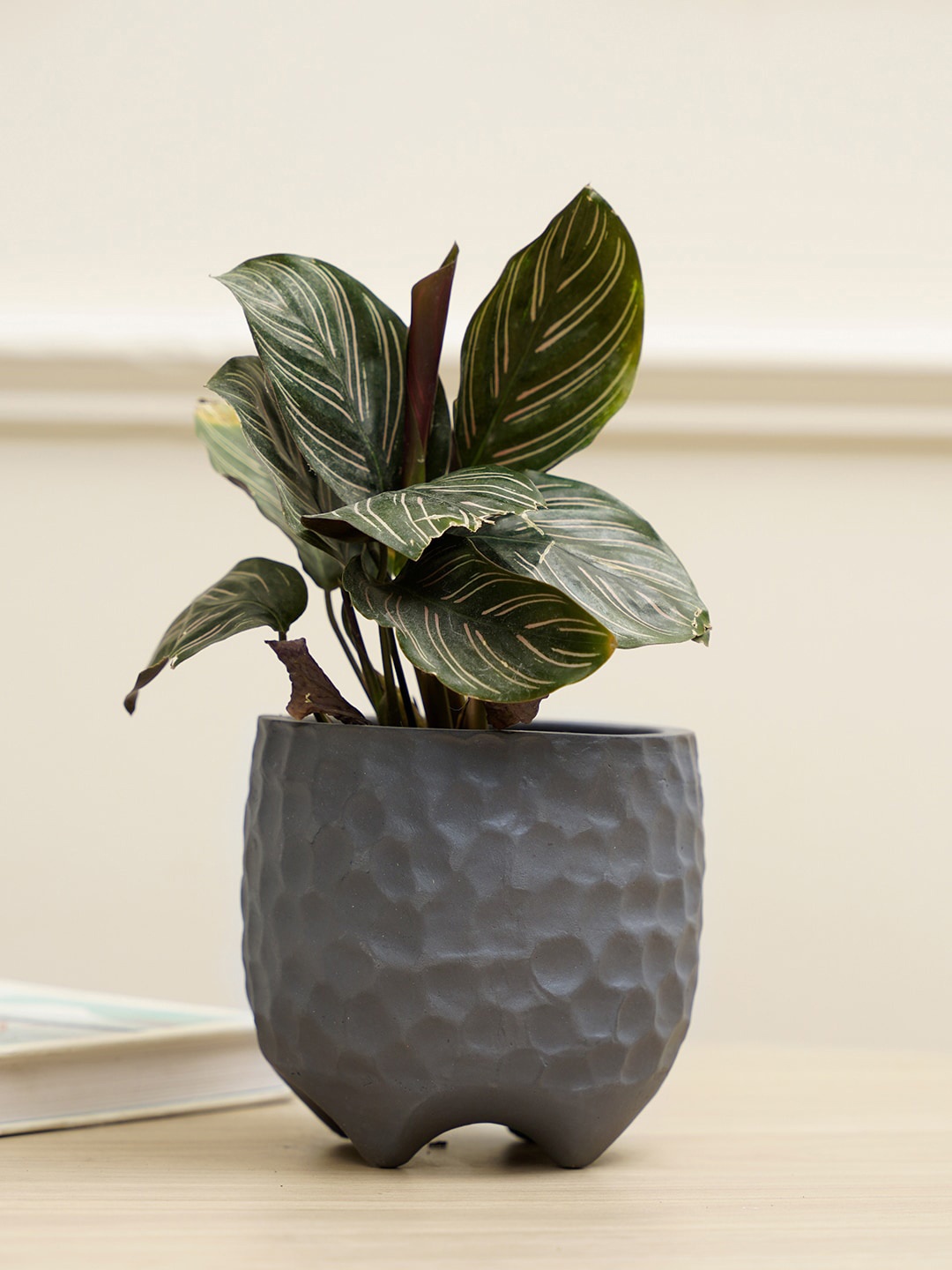 

PUREZENTO Grey Textured Pebble Planter