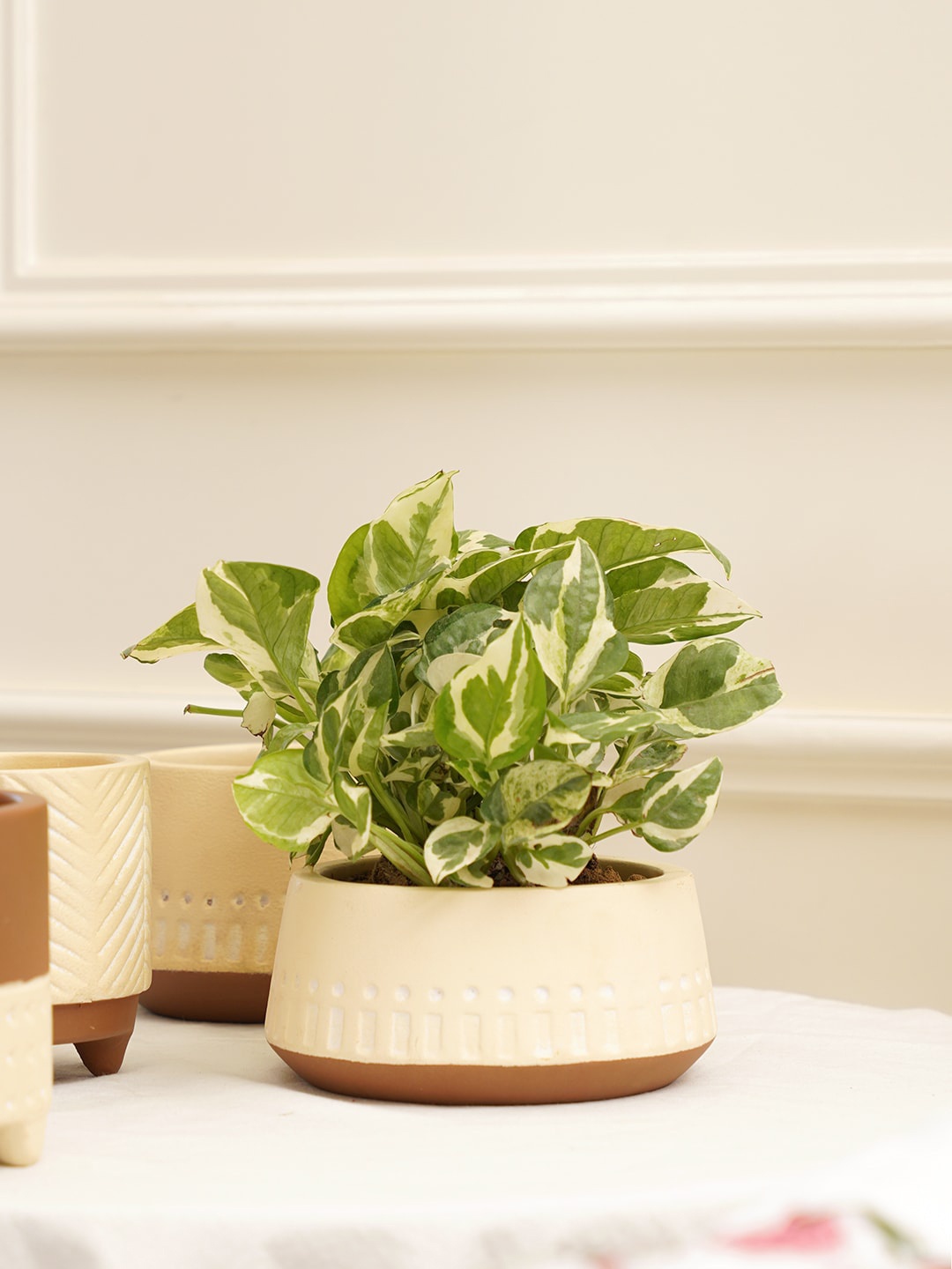 

PUREZENTO Cream-Colored Textured Gardenia Planter