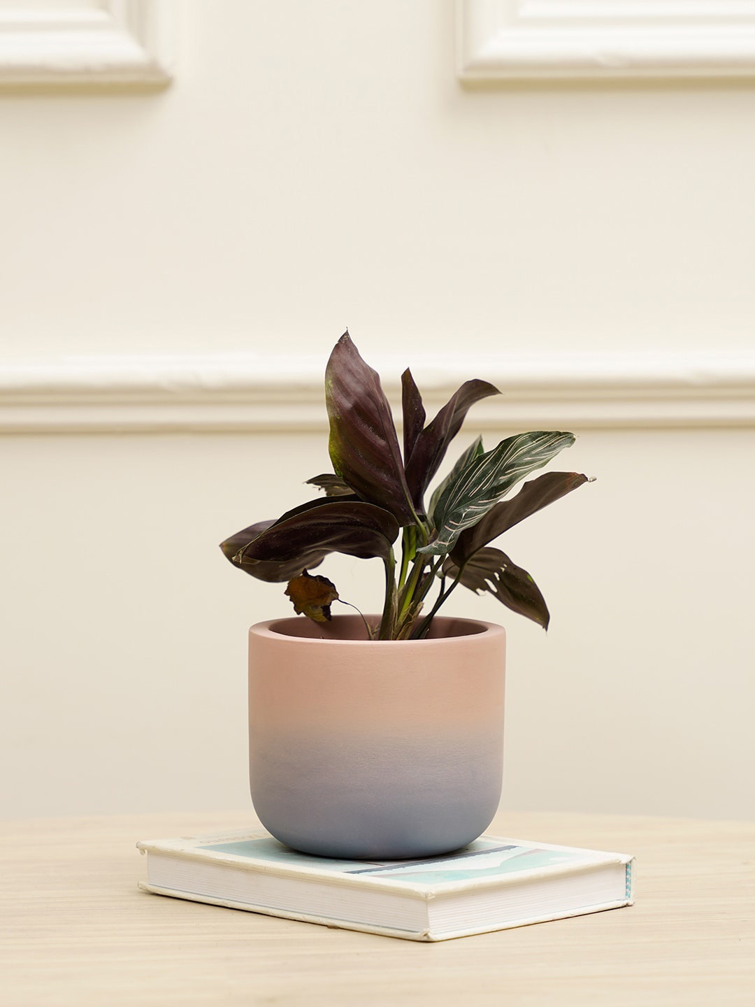 

PUREZENTO Purple& Peach Coloured Terracotta UV Stable Planter