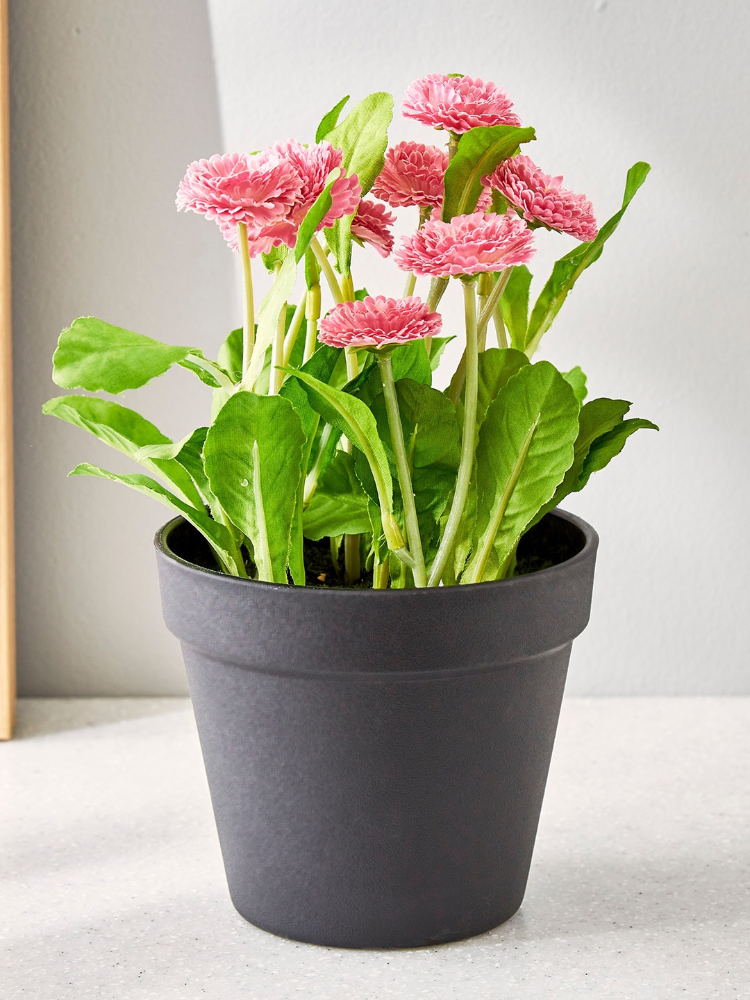 

Home Centre Pink Flower Buds Potted Plant