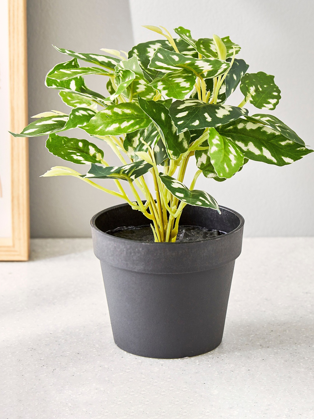 

Home Centre Green & Black Croton Artificial Plant With Pot