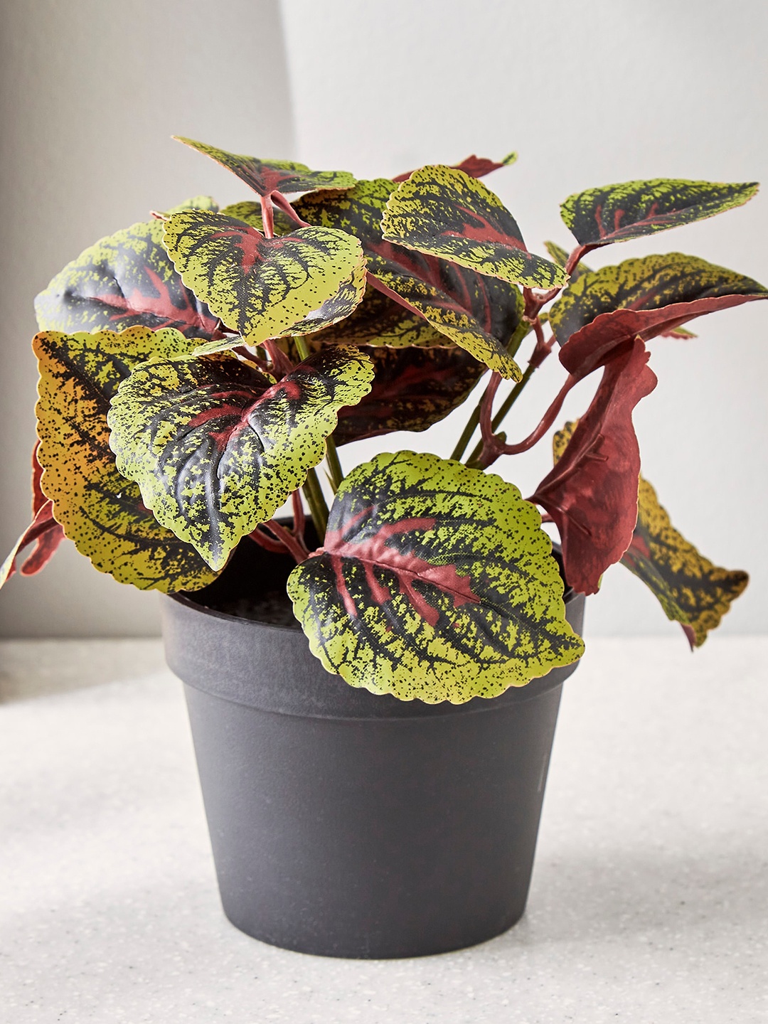 

Home Centre Green & Black Croton Plant With Plastic Pot