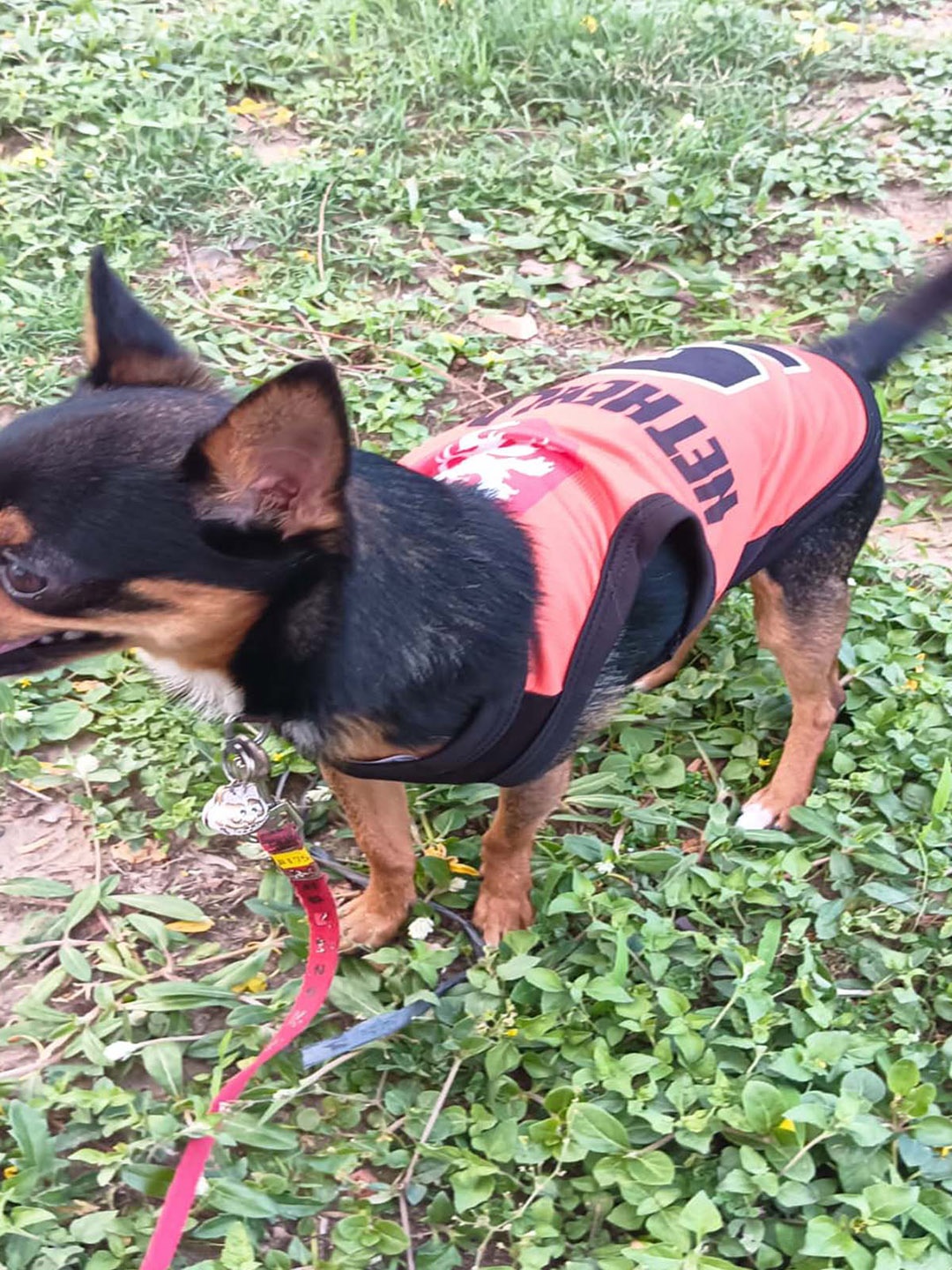 

Lulala Summer Printed Dog T-Shirt, Orange