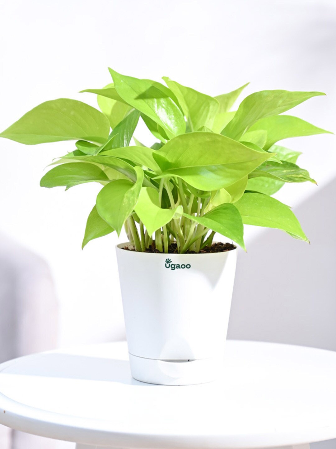 

UGAOO Golden Money Indoor Live Plant & White Self Watering Pot, Green