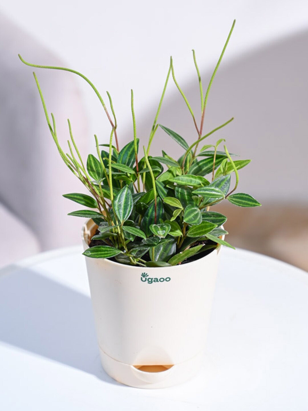 

UGAOO Peperomia Angulata Live Plant With Grow Pot, Green