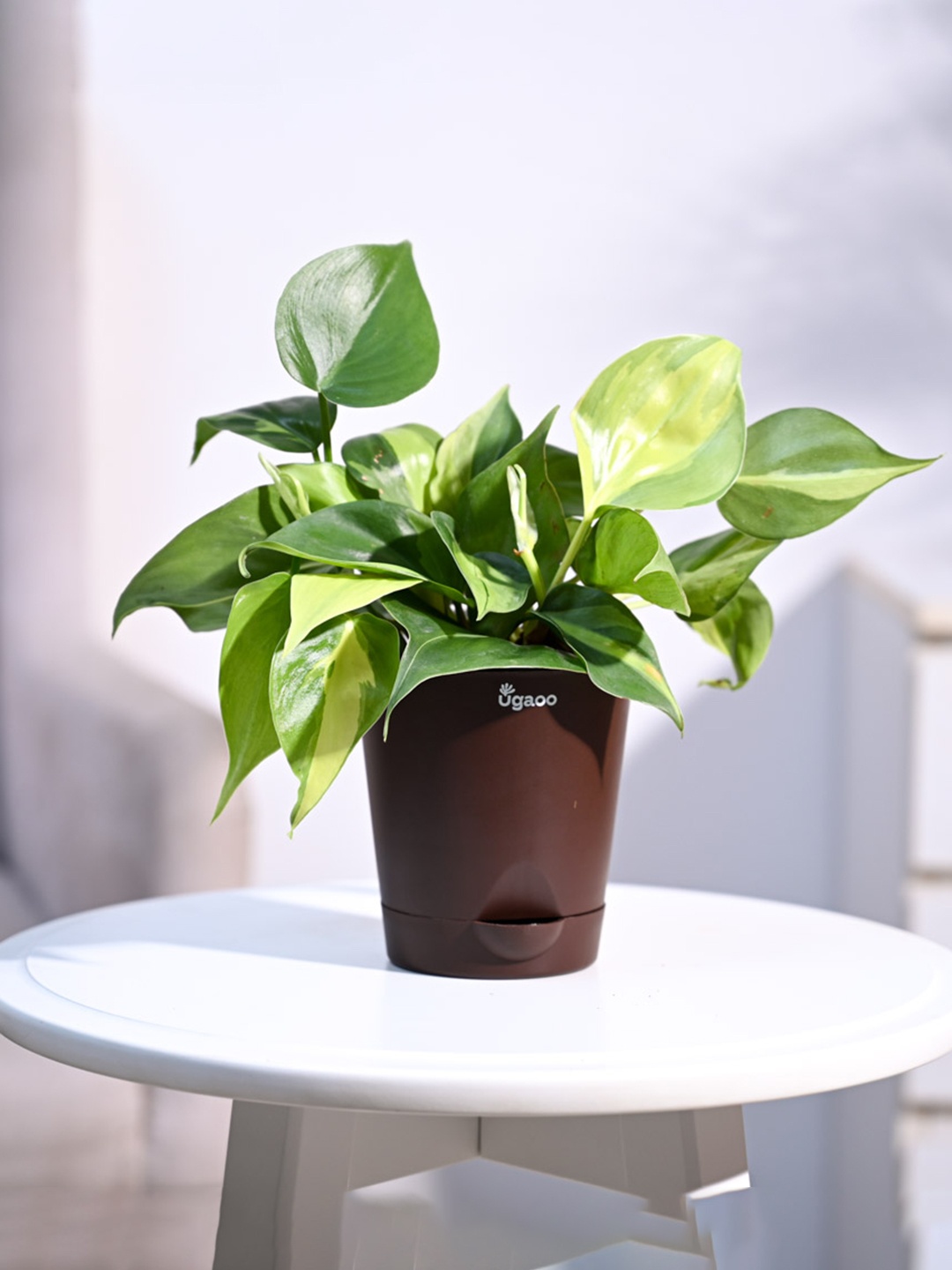 

UGAOO Indoor Philodendron Brasil Oxycardium Variegated With Pot, Green