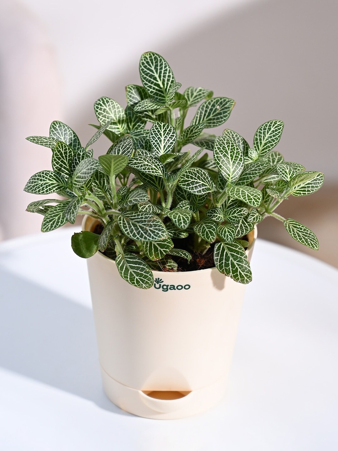 

UGAOO Fittonia Green Nerve Indoor Live Plant & Ivory Self Watering Pot, Multi