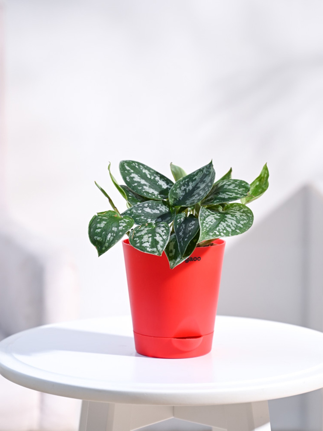 

UGAOO Satin Pothos Argyraeus Live Plant With Grow Pot, Green