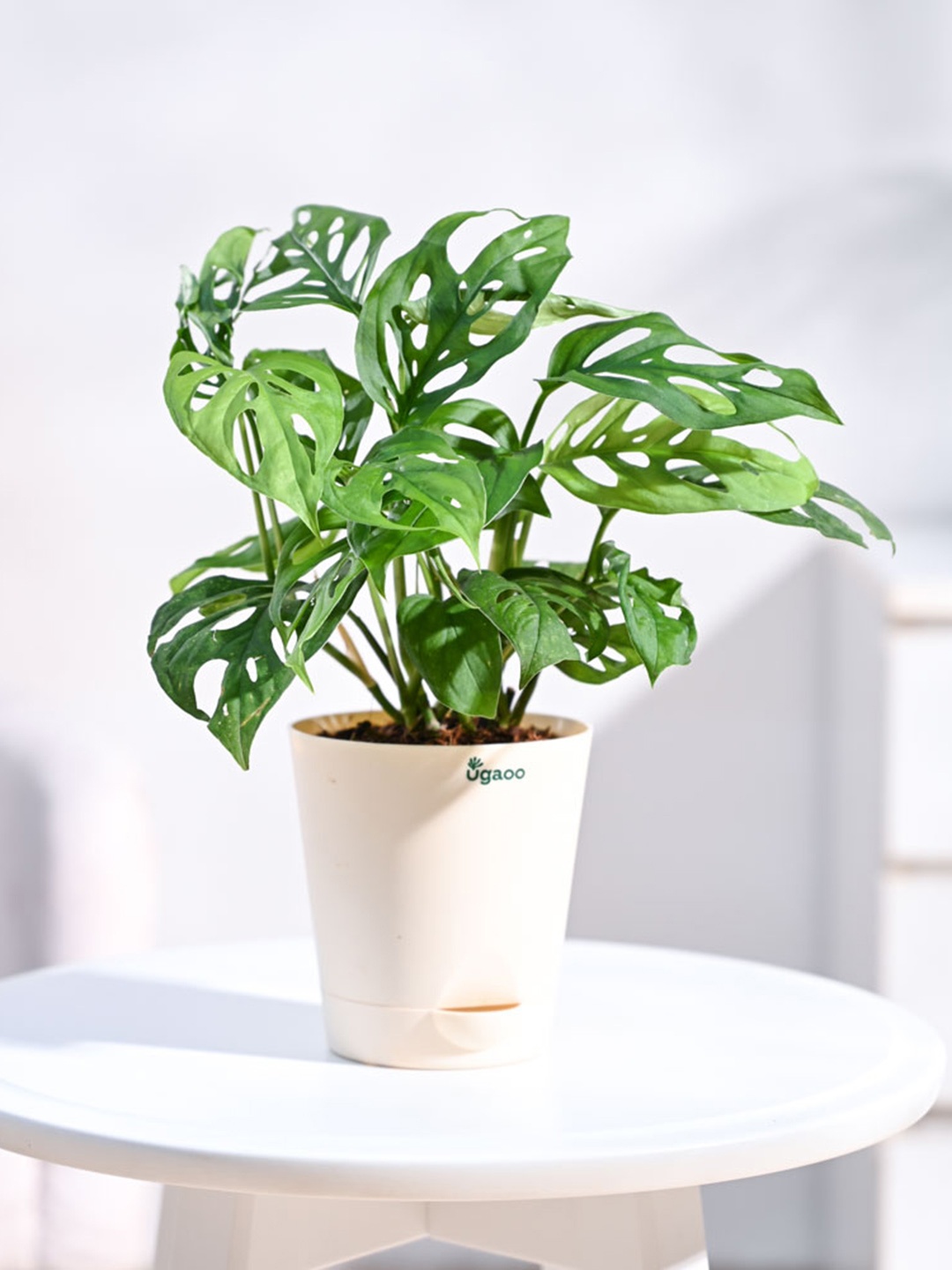 

UGAOO Philodendron Broken Heart Plant with Self Watering Ivory Pot, Off white