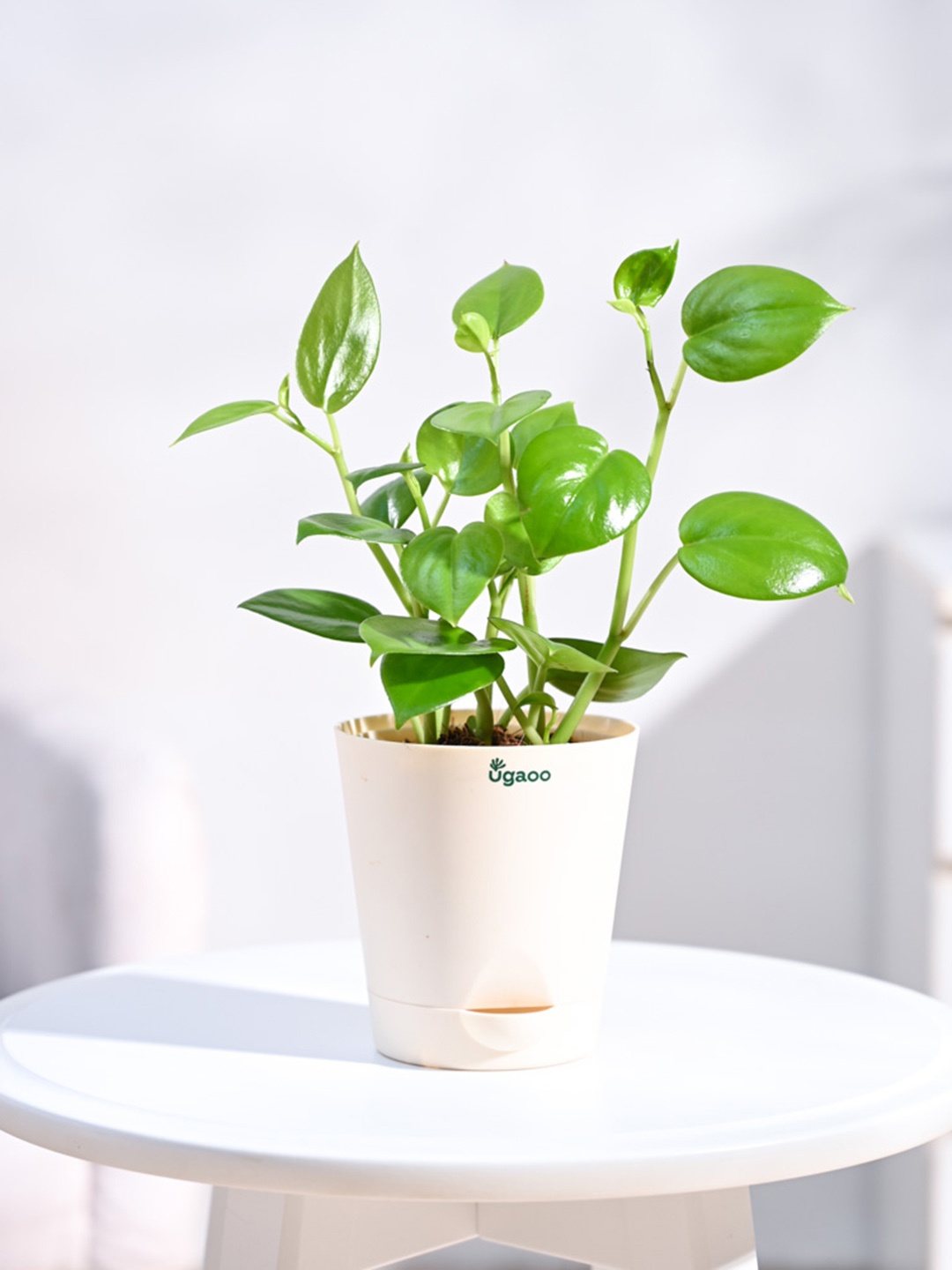 

UGAOO Green & Ivory-Color Peperomia Creeper Plant With Self Watering Pot