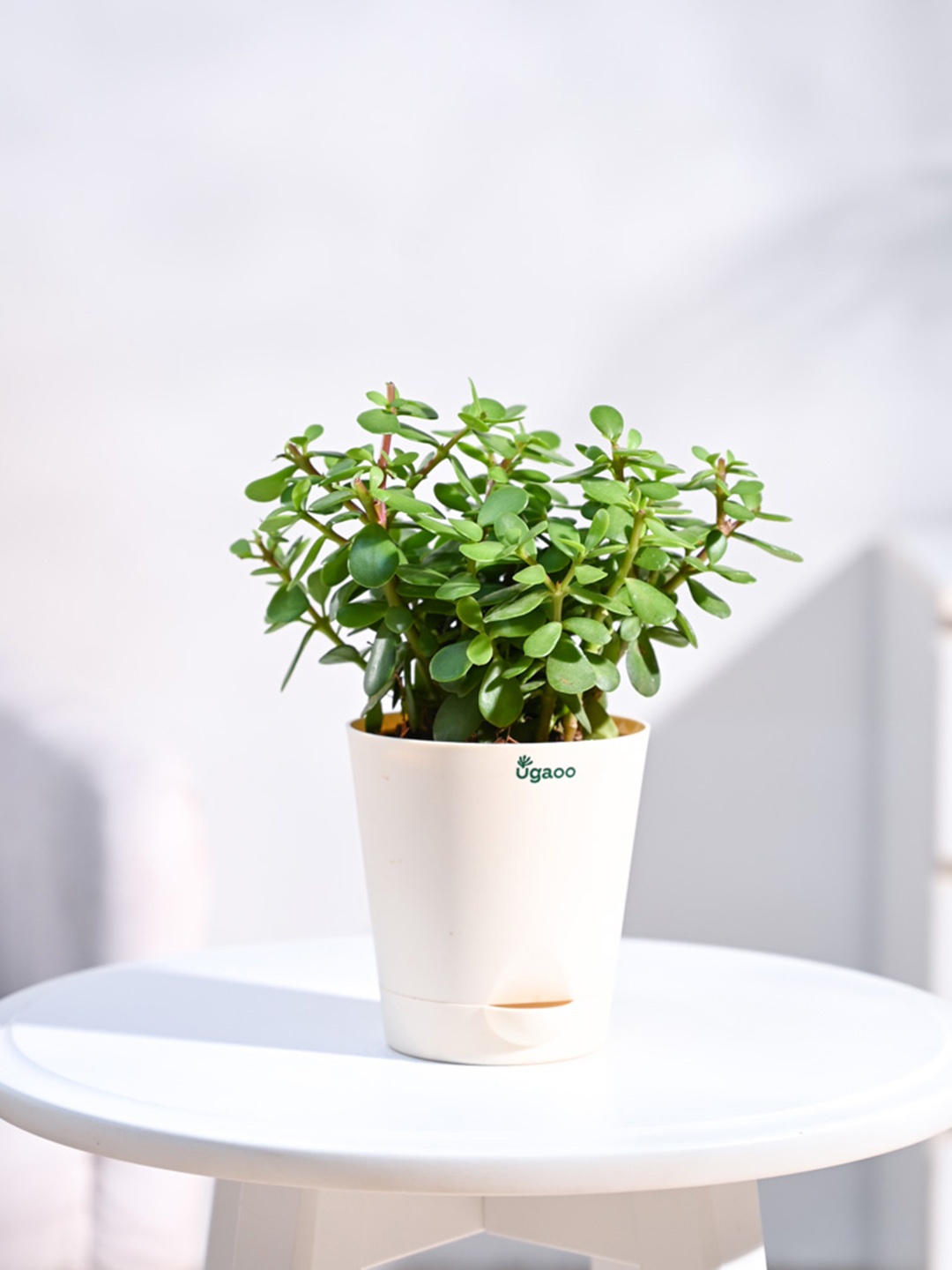 

UGAOO Jade Plant Mini Indoor Live Plant & Ivory Self Watering Pot, Green