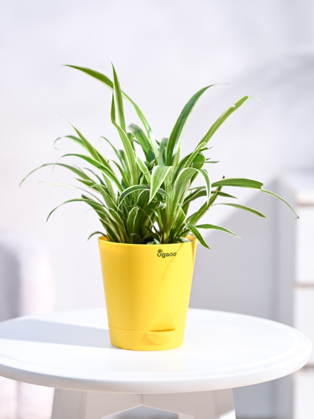 

UGAOO Green & Yellow Chlorophytum Spider Plant With Self Watering Pot