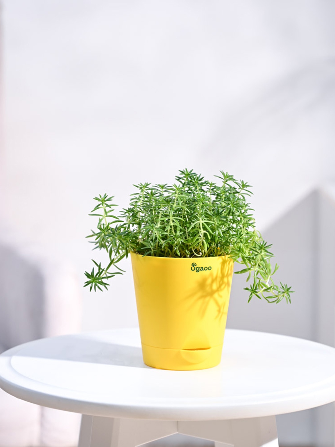 

UGAOO Green & Yellow Sedum Golden Plant With Self Watering Pot