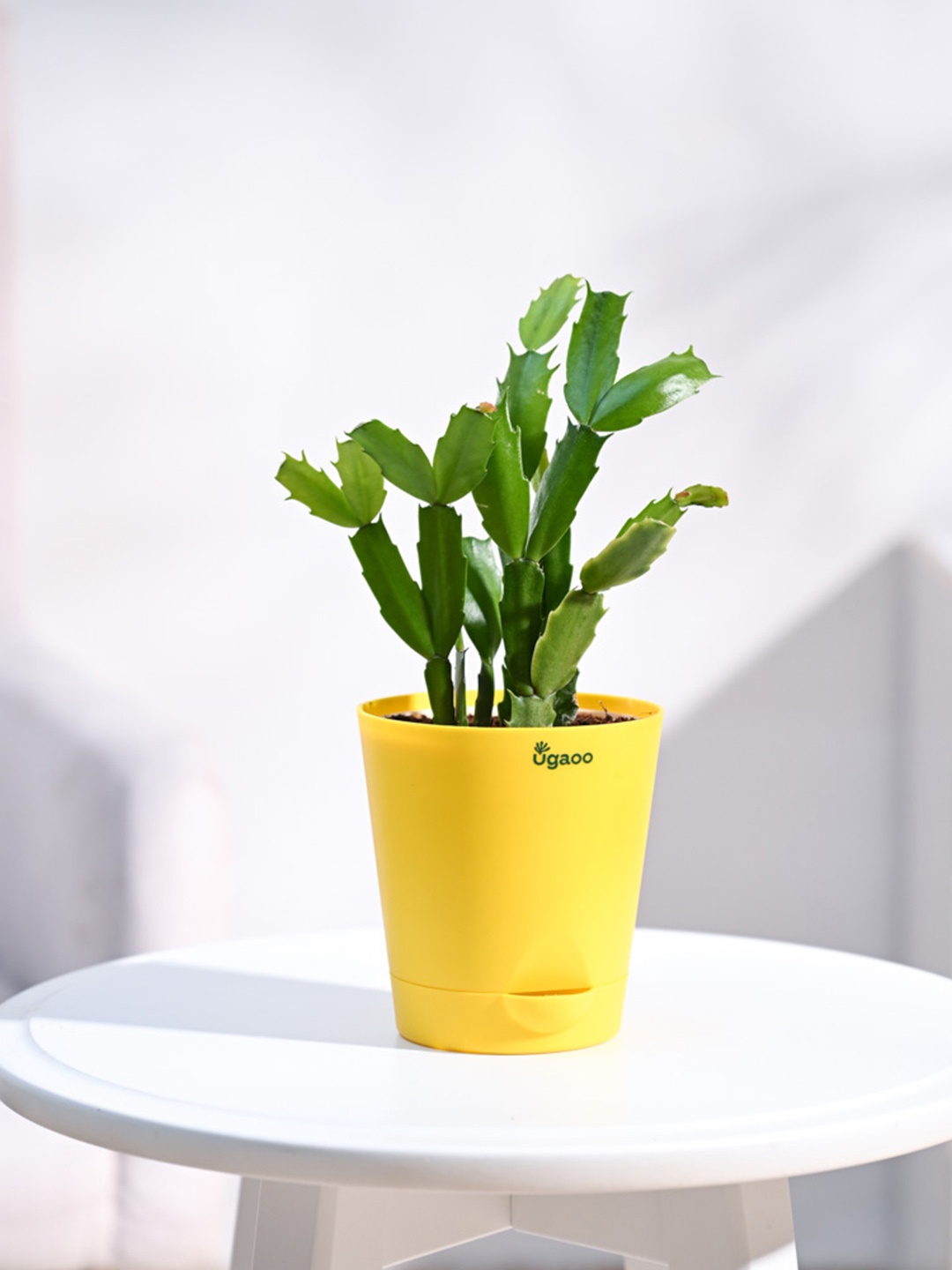 

UGAOO Green & Yellow Christmas Cactus Plant With Self Watering Pot