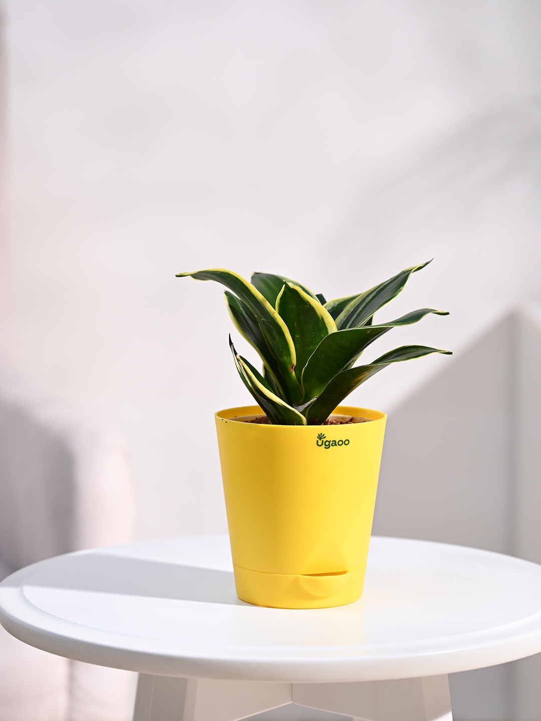 

UGAOO Green & Yellow Snake Plant With Self Watering Pot