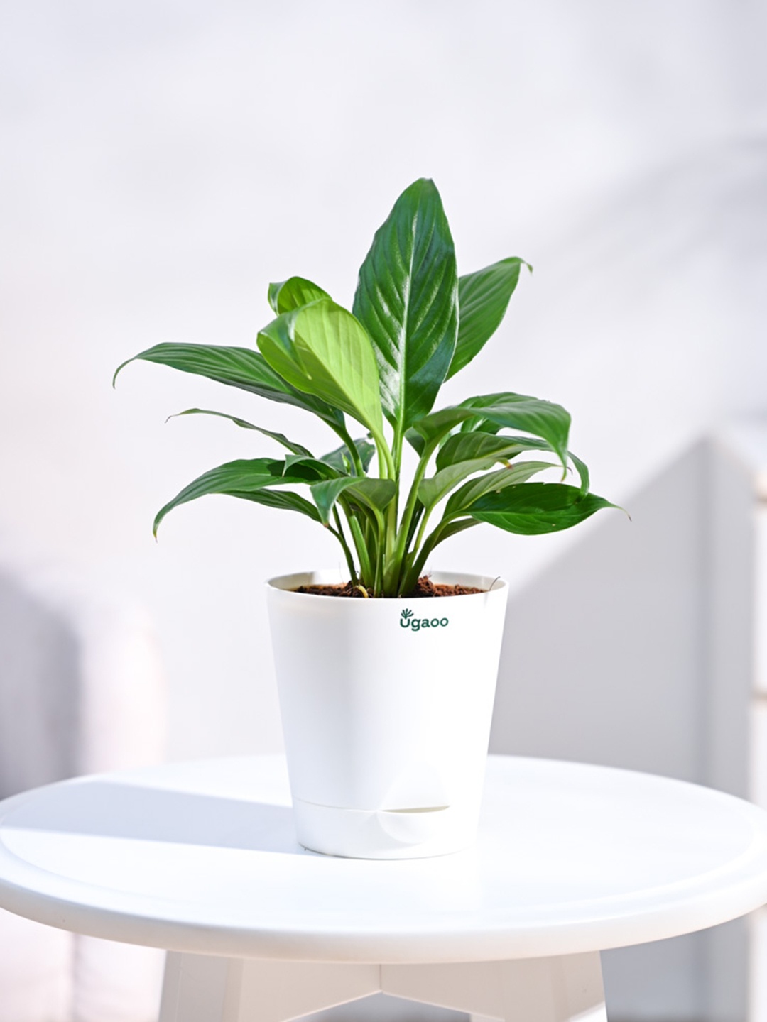 

UGAOO Green & Ivory-color Peace Lily Plant With Self Watering Pot