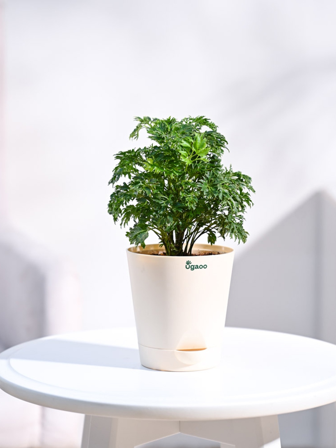 

UGAOO Green & Ivory-color Aralia Golden Plant With Self Watering Pot