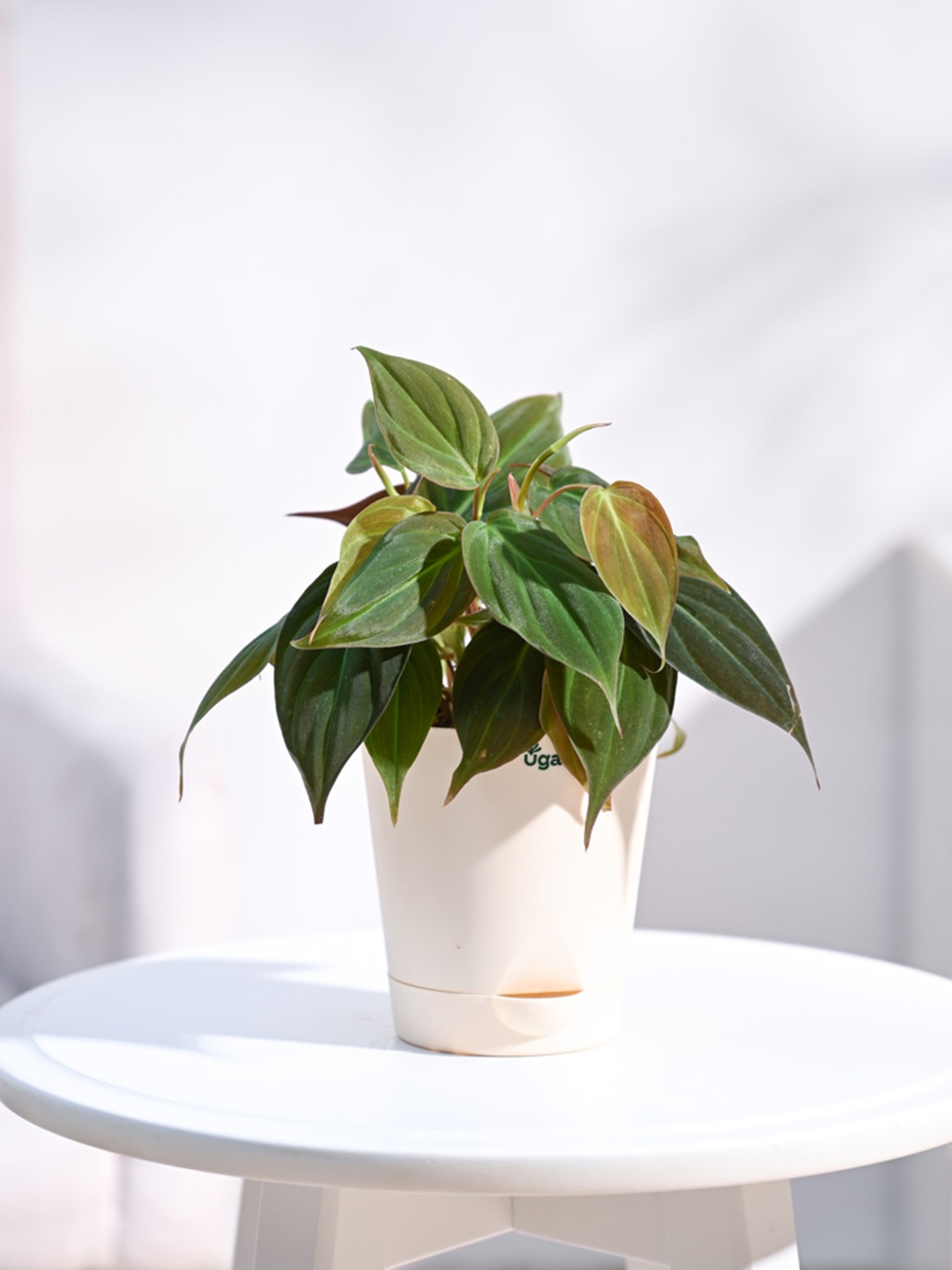 

UGAOO Green & Ivory-color Philodendron Oxycardium Plant With Self Watering Pot