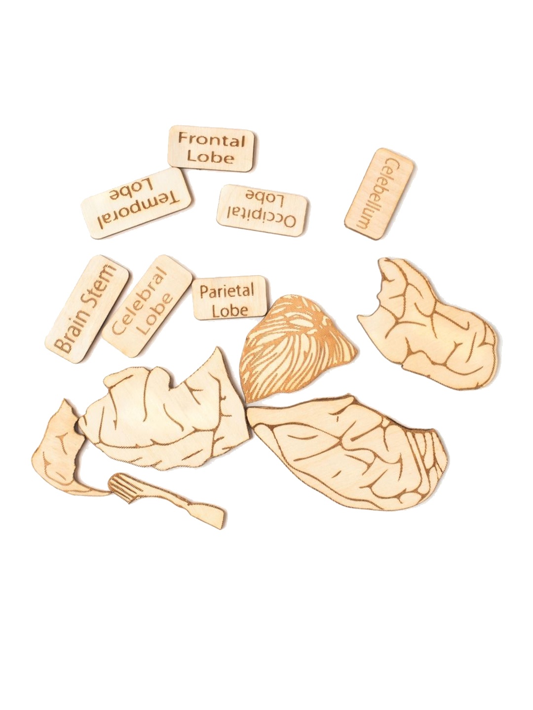 

Nesta Toys Kids 13 Pieces Human Brain Anatomy Puzzle Toy, Beige