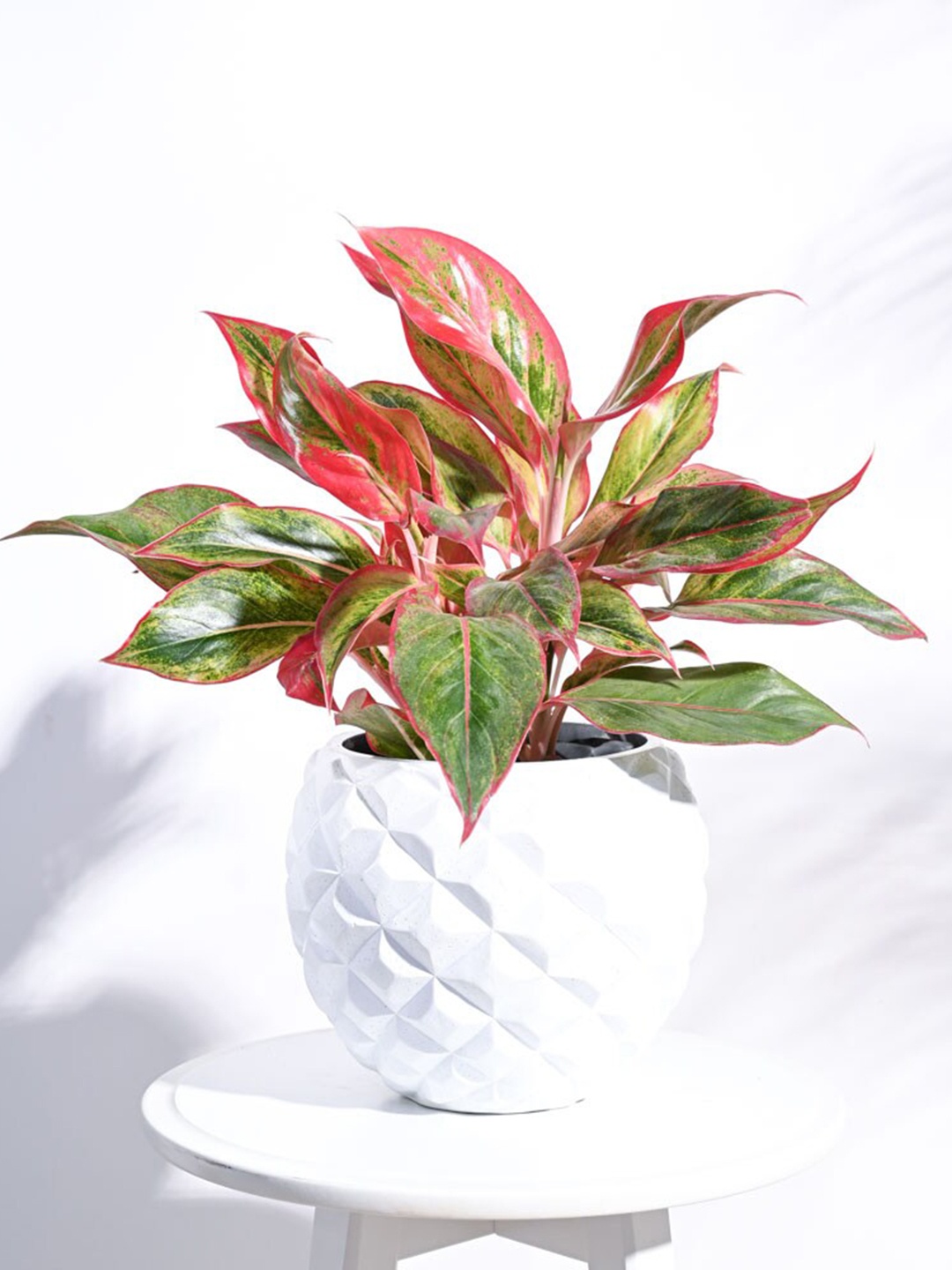 

UGAOO White Textured Heraldry Ball Medium Planter