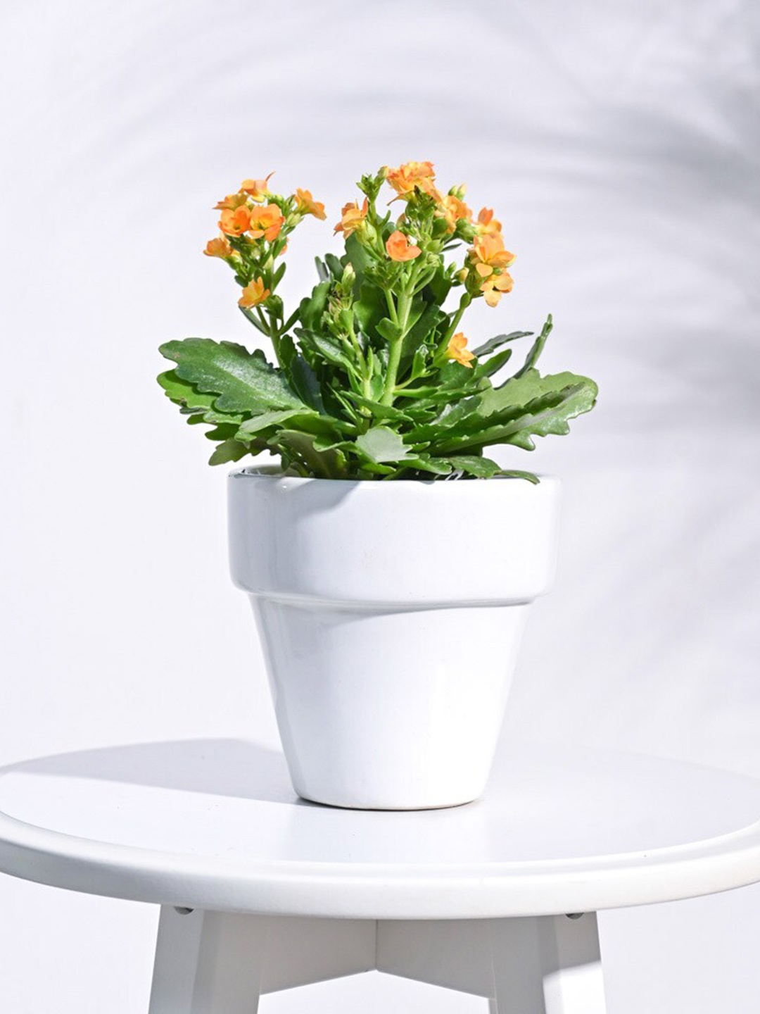

UGAOO White Ceramic Planter