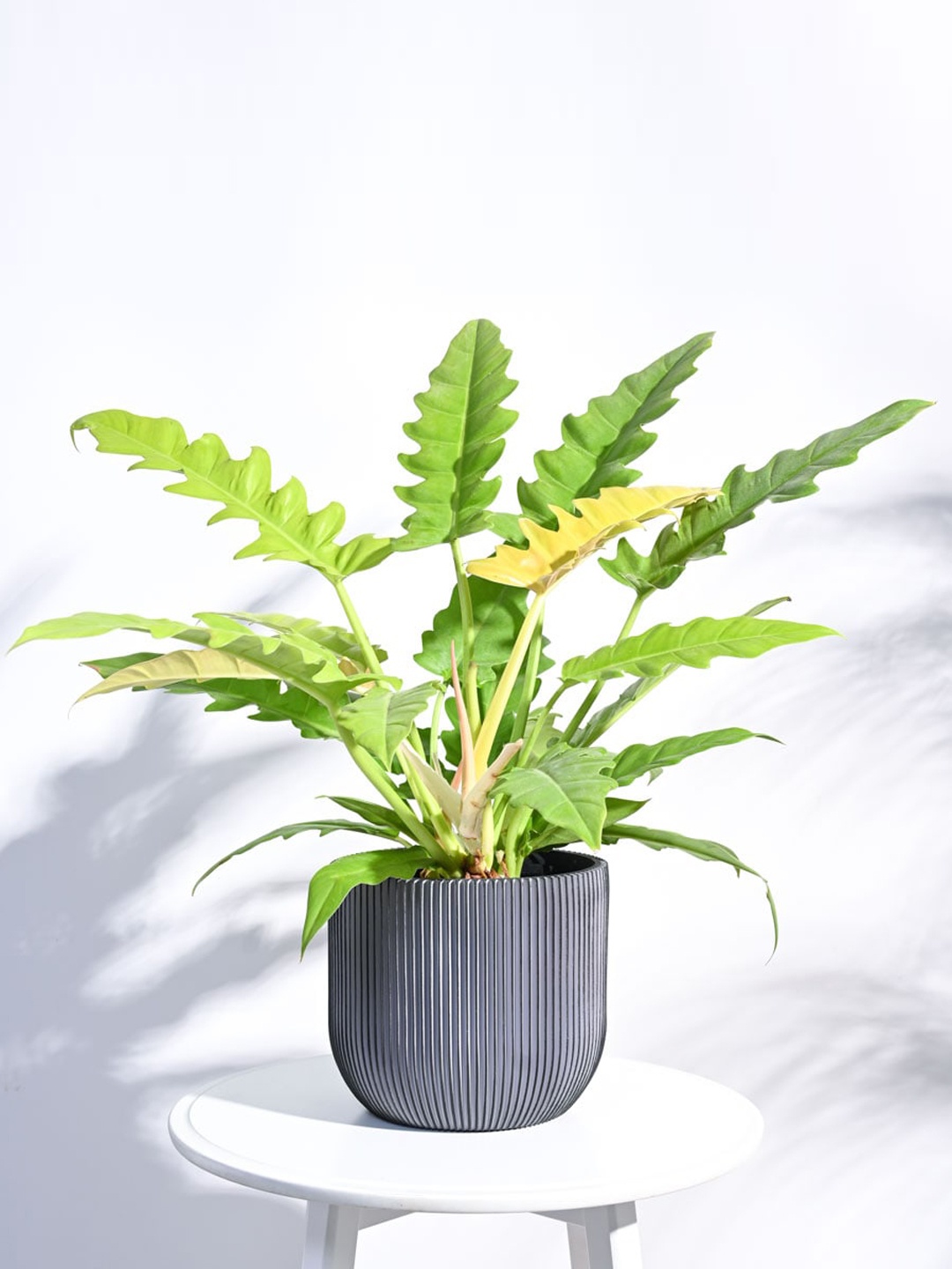 

UGAOO Zuri Black Textured Ball Groove Large Planter