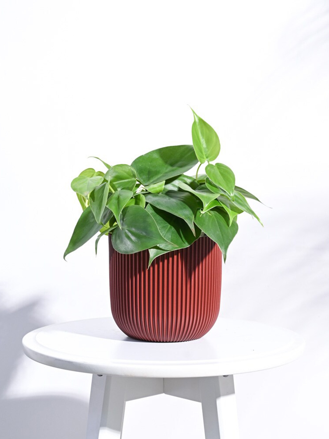 

UGAOO Red Ball Groove Small Planter For Home Decoration & Garden Plants