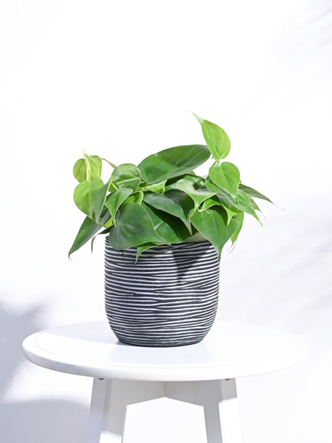 

UGAOO Black Zuri Ball Rib Flower Small Planter