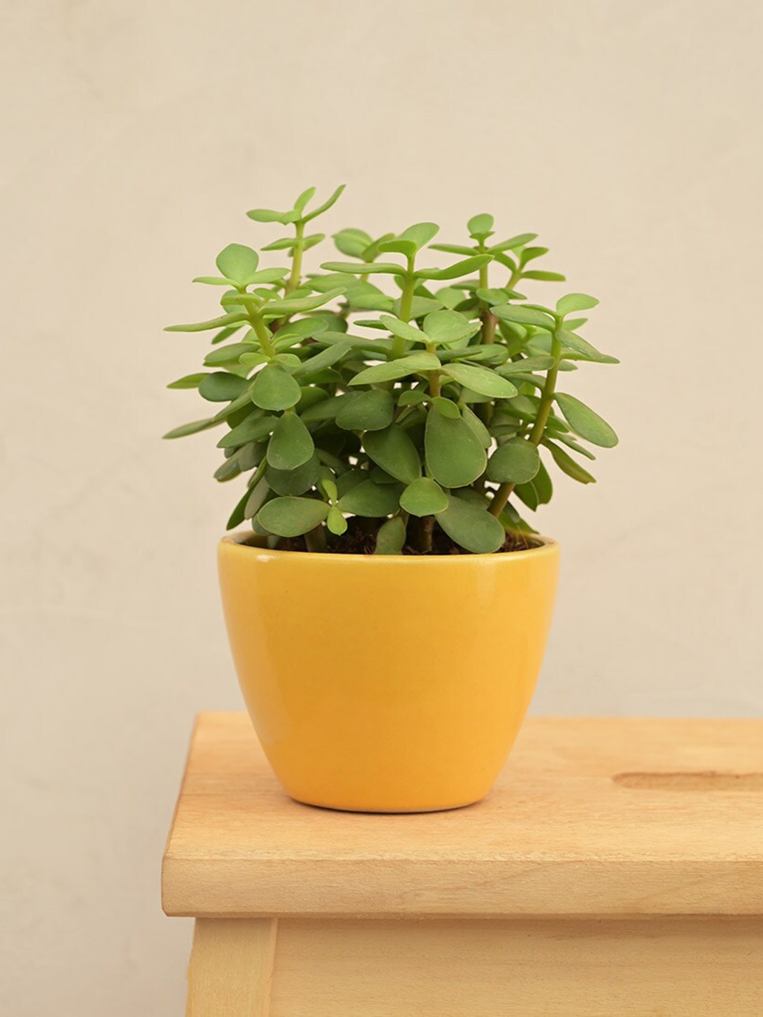 

UGAOO Yellow Apple Ceramic Small Pot