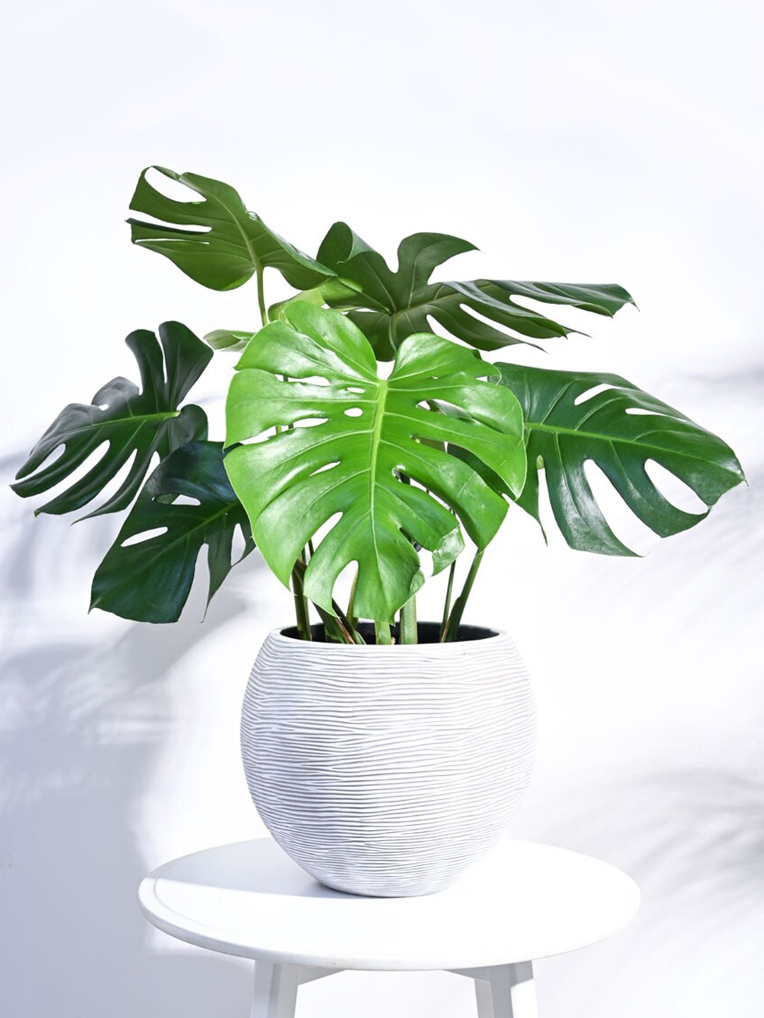

UGAOO Zuri White Ribbed Ball Shaped Planter, Beige