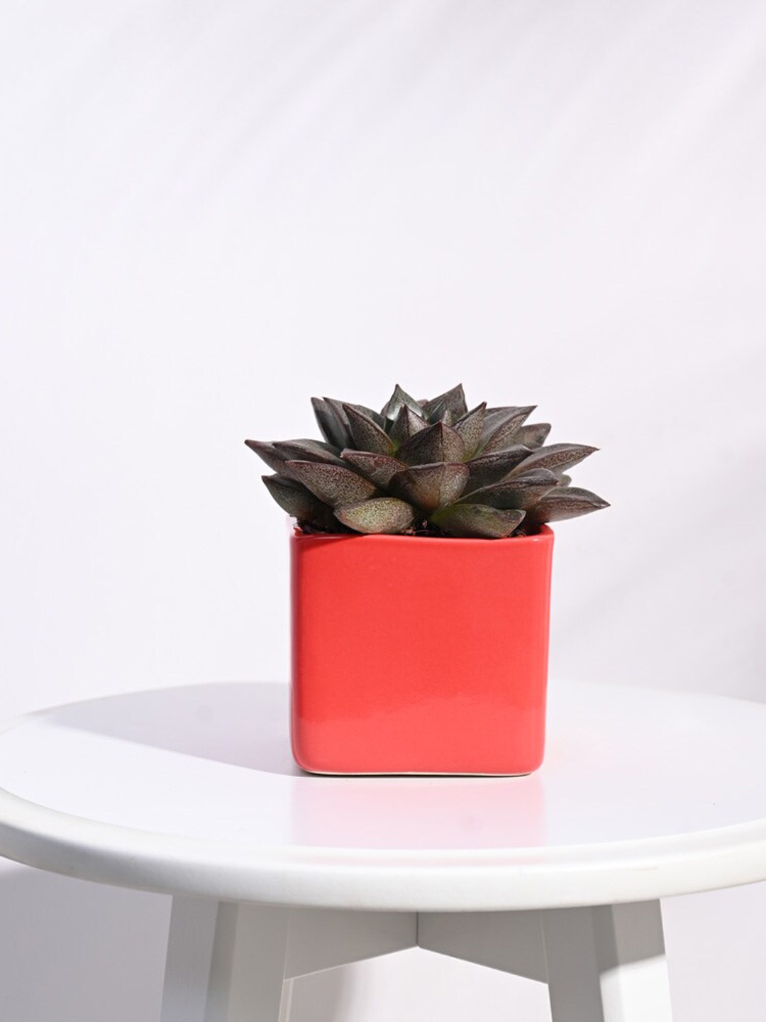 

UGAOO Orange Square Ceramic Small Planter