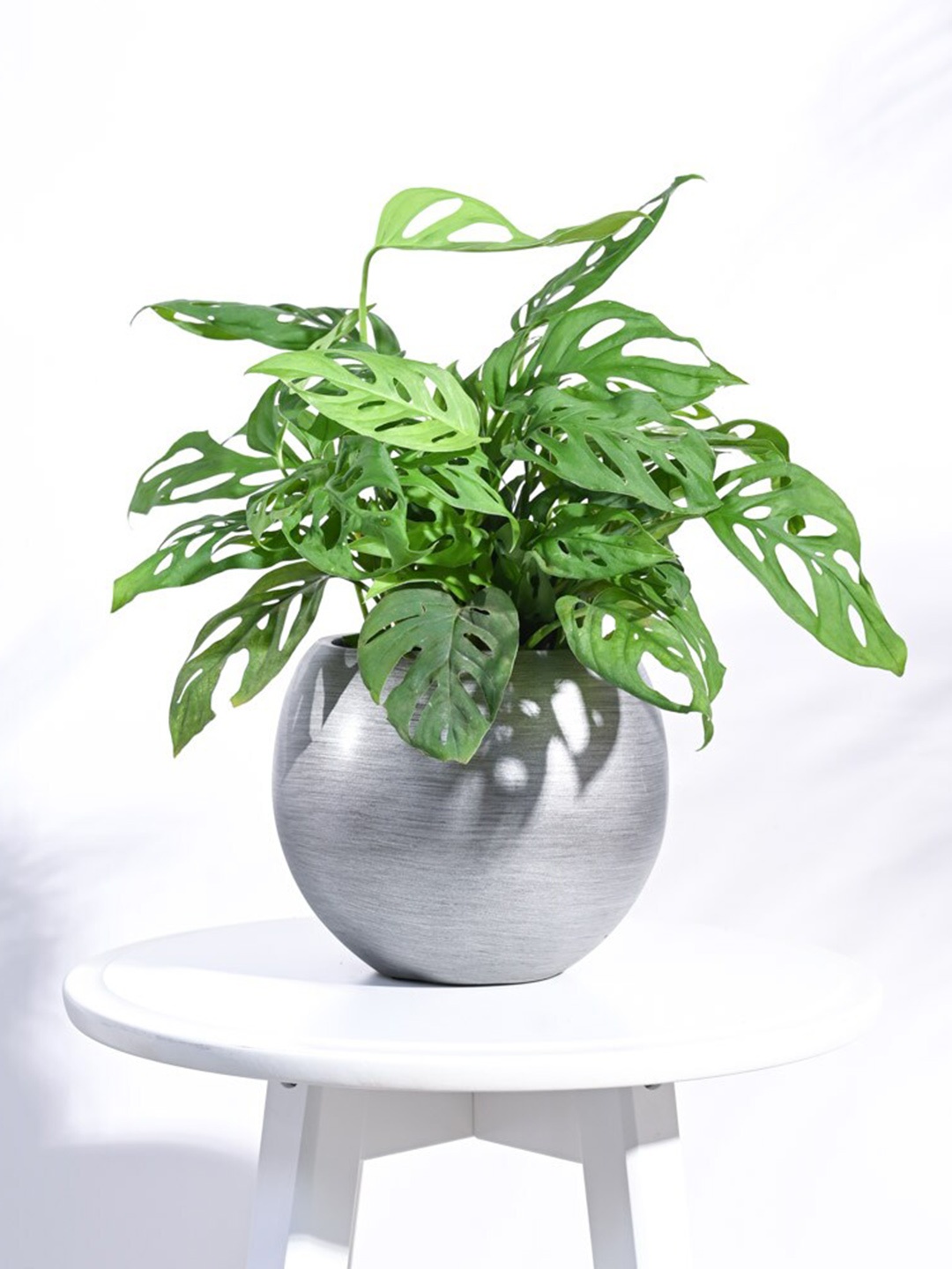 

UGAOO Zuri Silver Vall Shaped Small Planter
