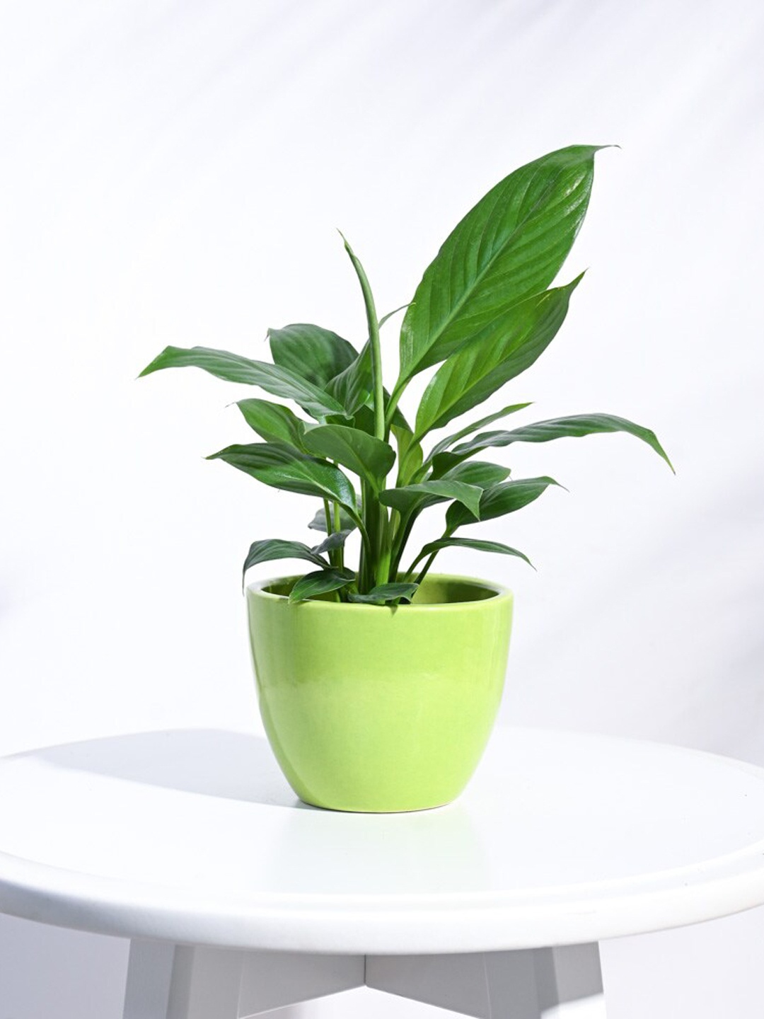 

UGAOO Apple Green Ceramic Small Planter