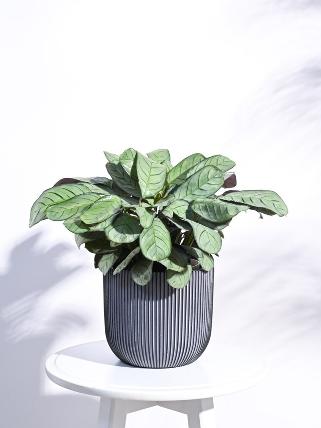 

UGAOO Zuri Black Textured Ball Groove Planter