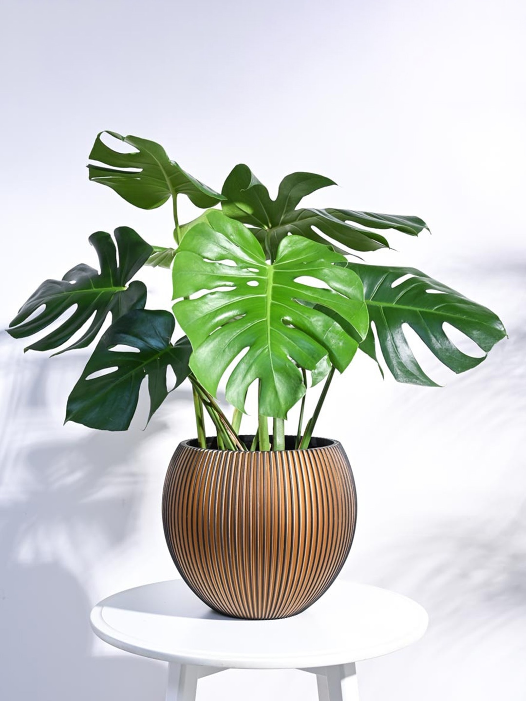 

UGAOO Zuri Black & Gold Toned Textured Vase Ball Shaped Planter