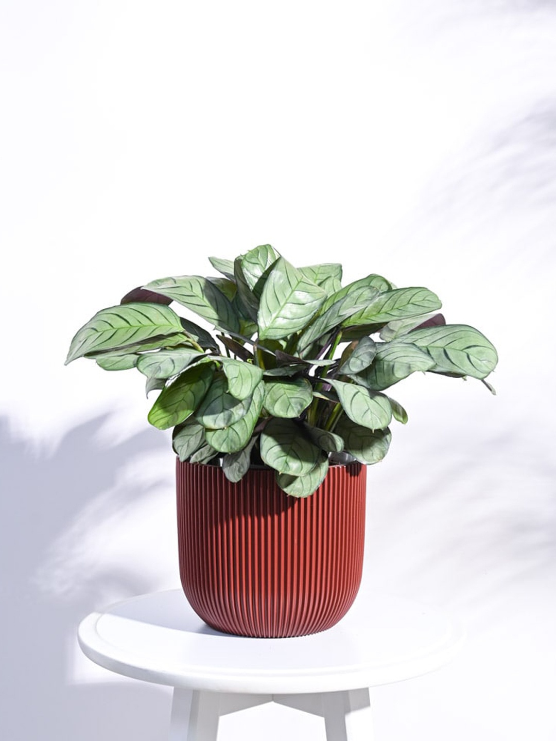 

UGAOO Zuri Red Textured Ball Medium Planter