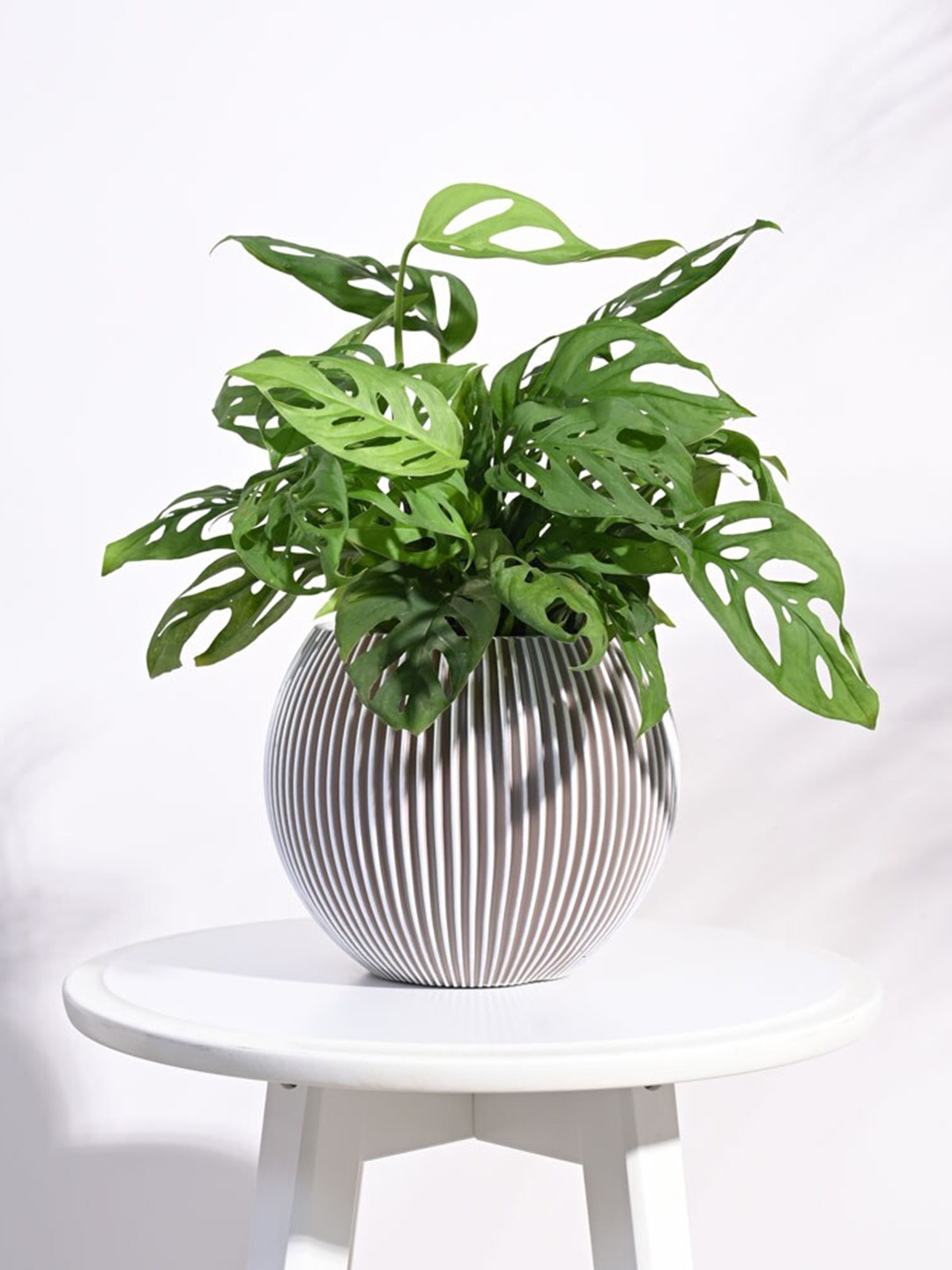 

UGAOO Zuri Grey & White Vase Ball Groove Small Planter