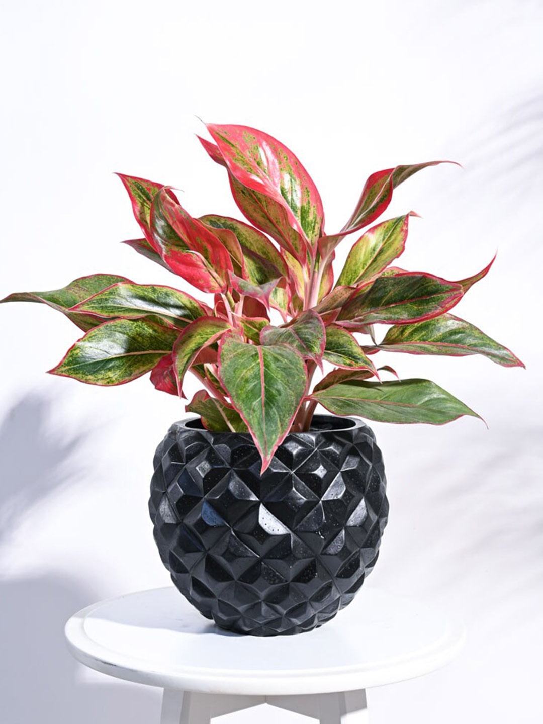 

UGAOO Zuri Black Textured Vase Ball Planter