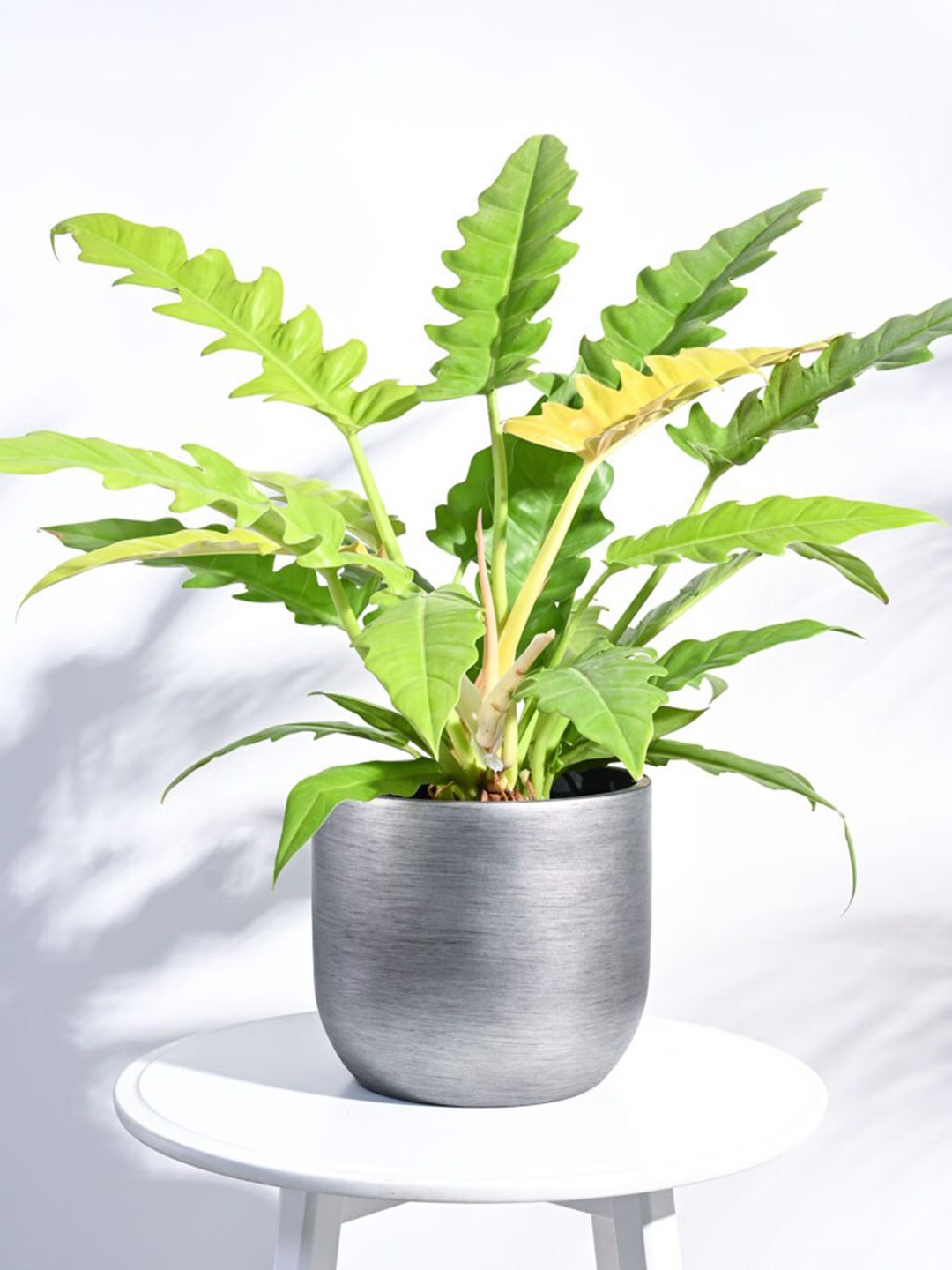 

UGAOO Zuri Silver Toned Ball Retro Large Planter