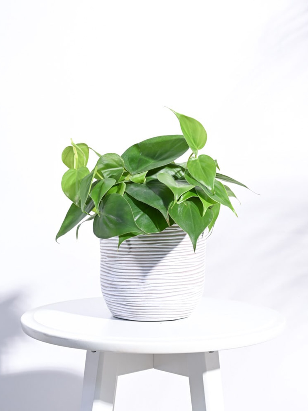 

UGAOO Zuri White Ribbed Small Planter