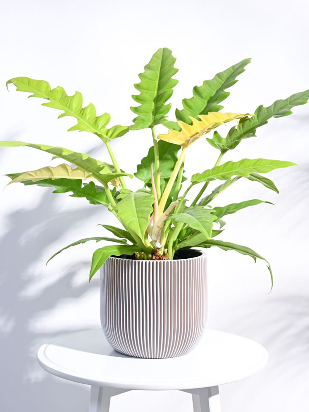 

UGAOO Zuri Beige Ivory Textured Ball Groove Large Planter