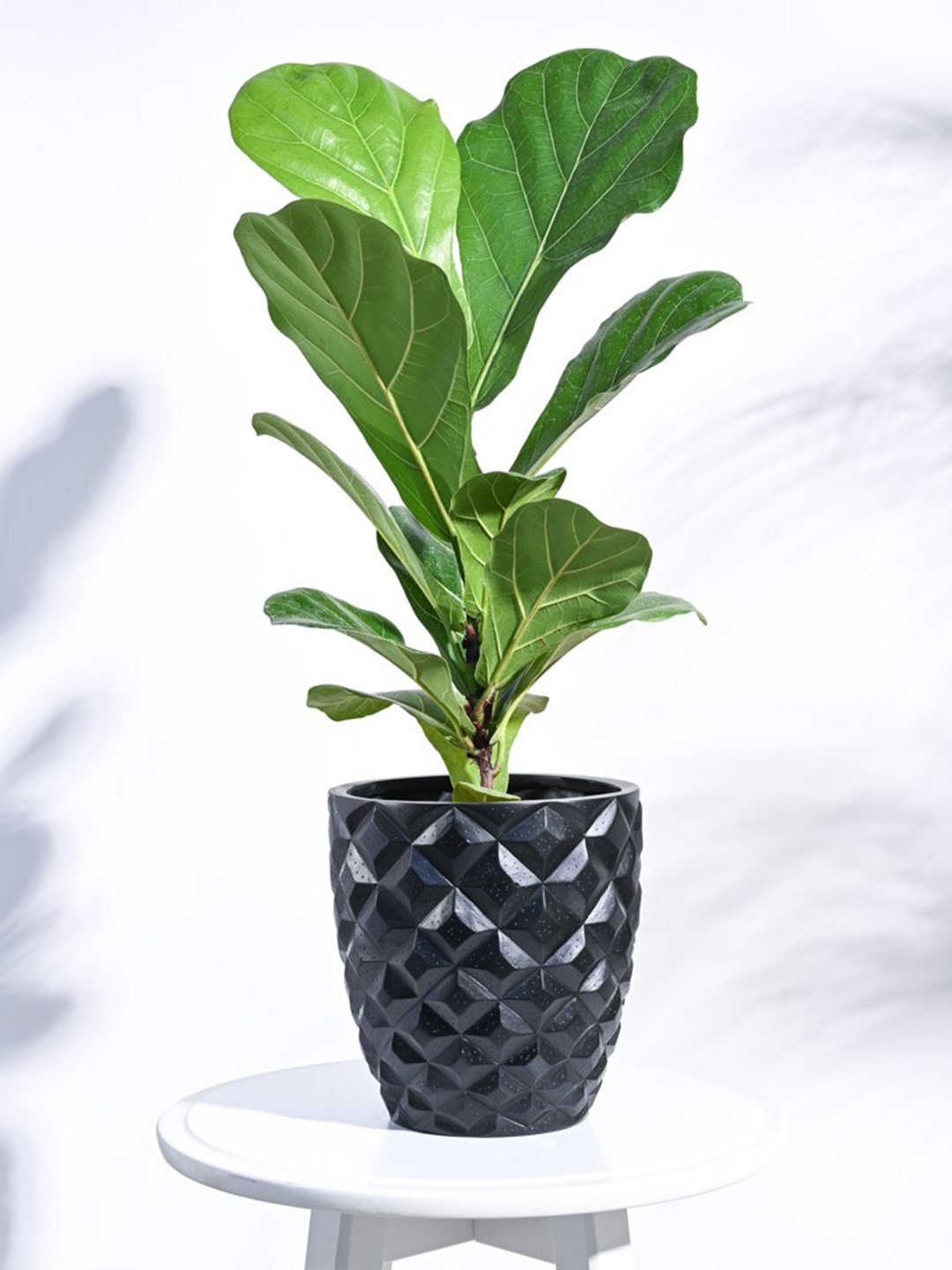 

UGAOO Zuri Black Textured Vase Taper Small Planter