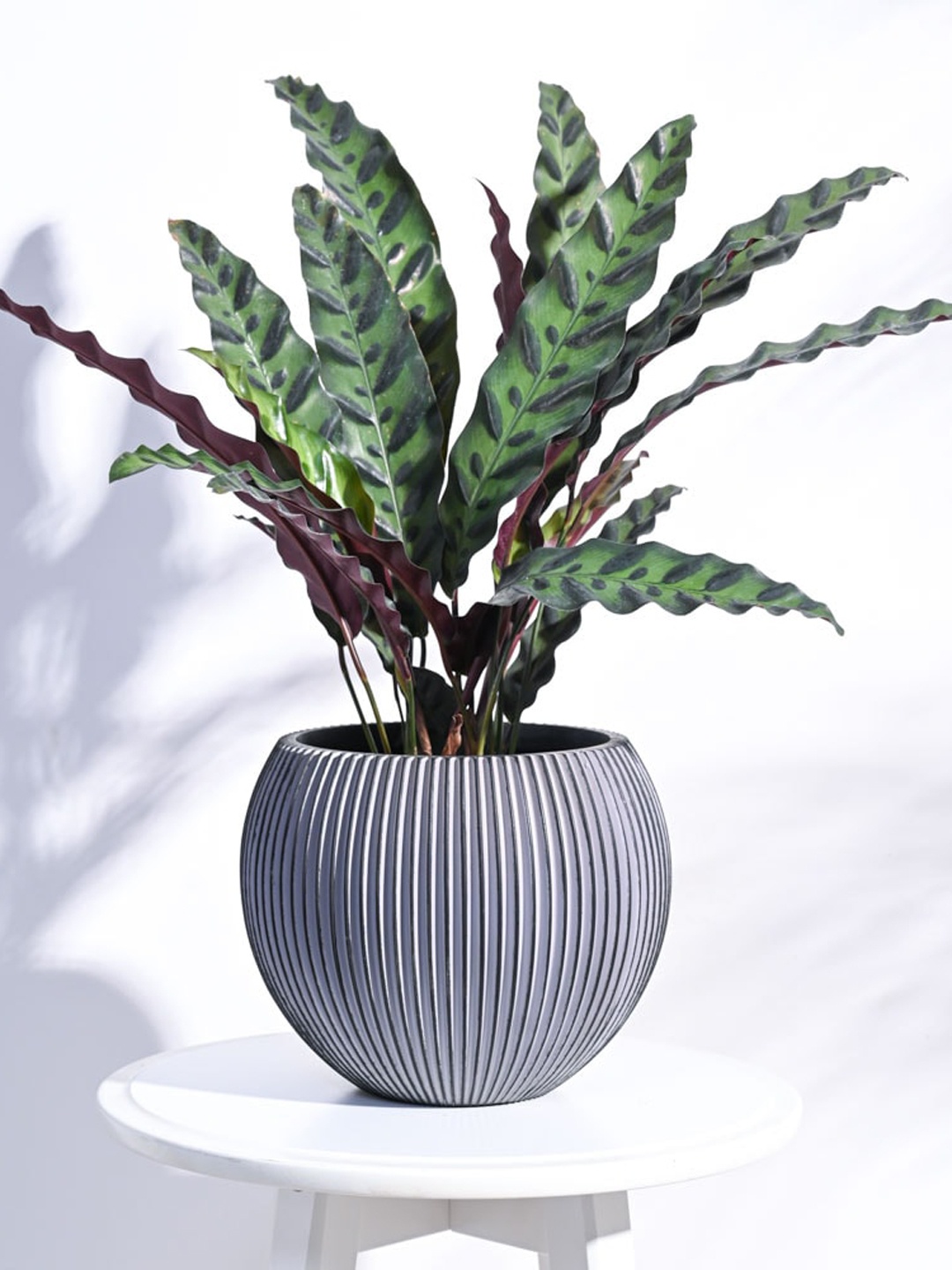 

UGAOO Zuri Black Textured Vase Ball Groove Medium Planter