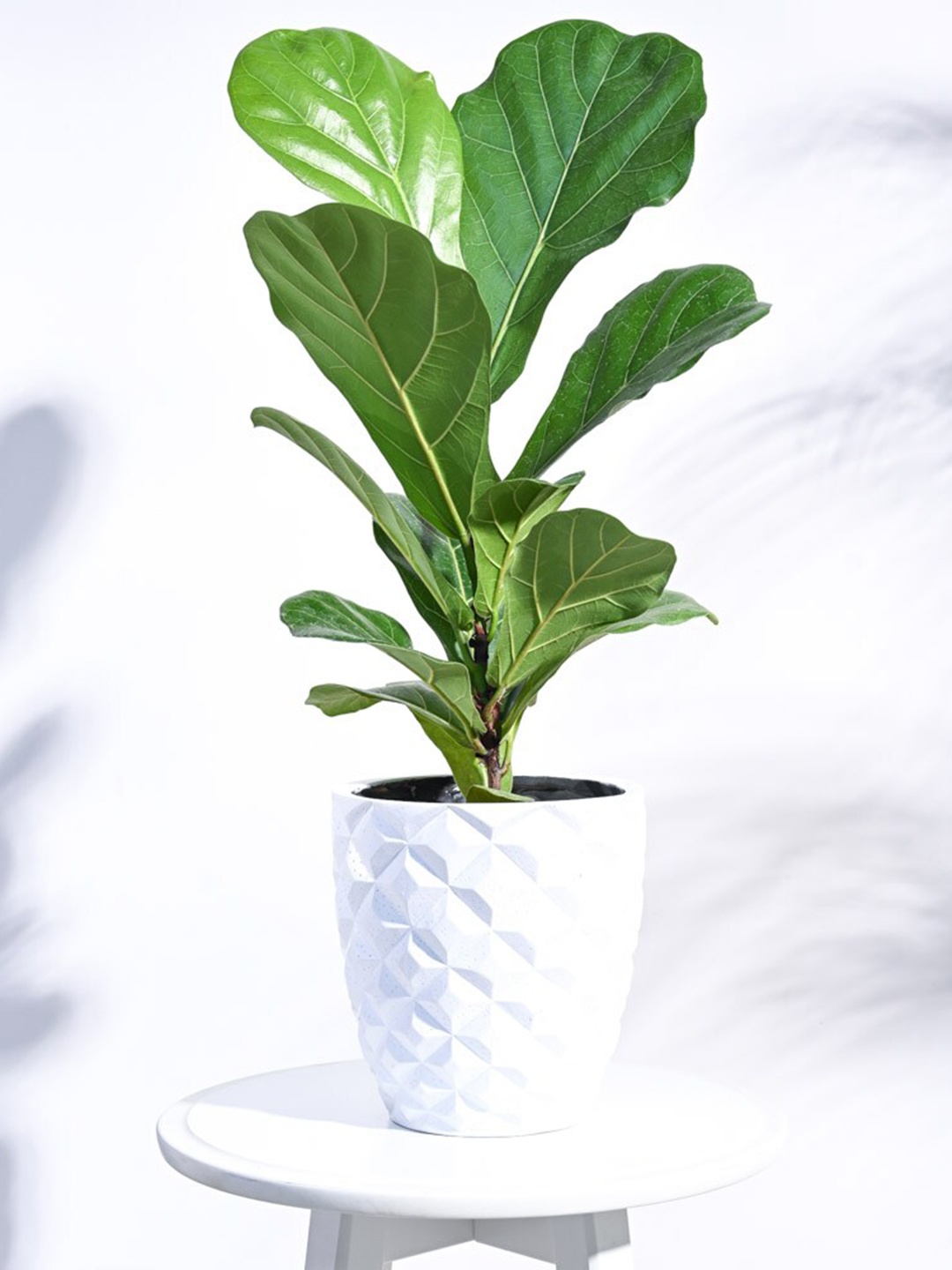 

UGAOO Zuri White Textured Heraldry Vase Taper Small Planter