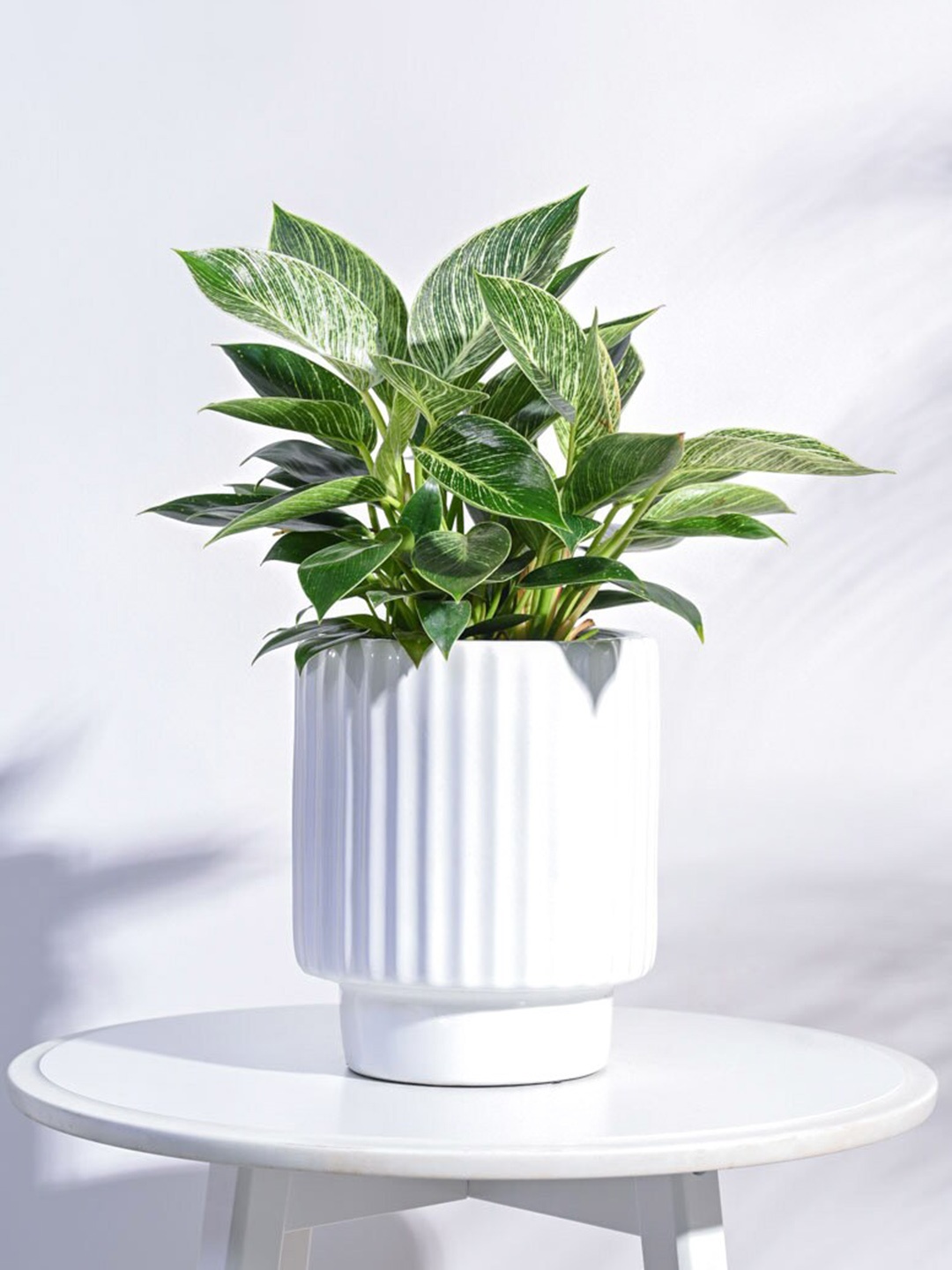 

UGAOO White Texturd Ceramic Medium Planters, Grey